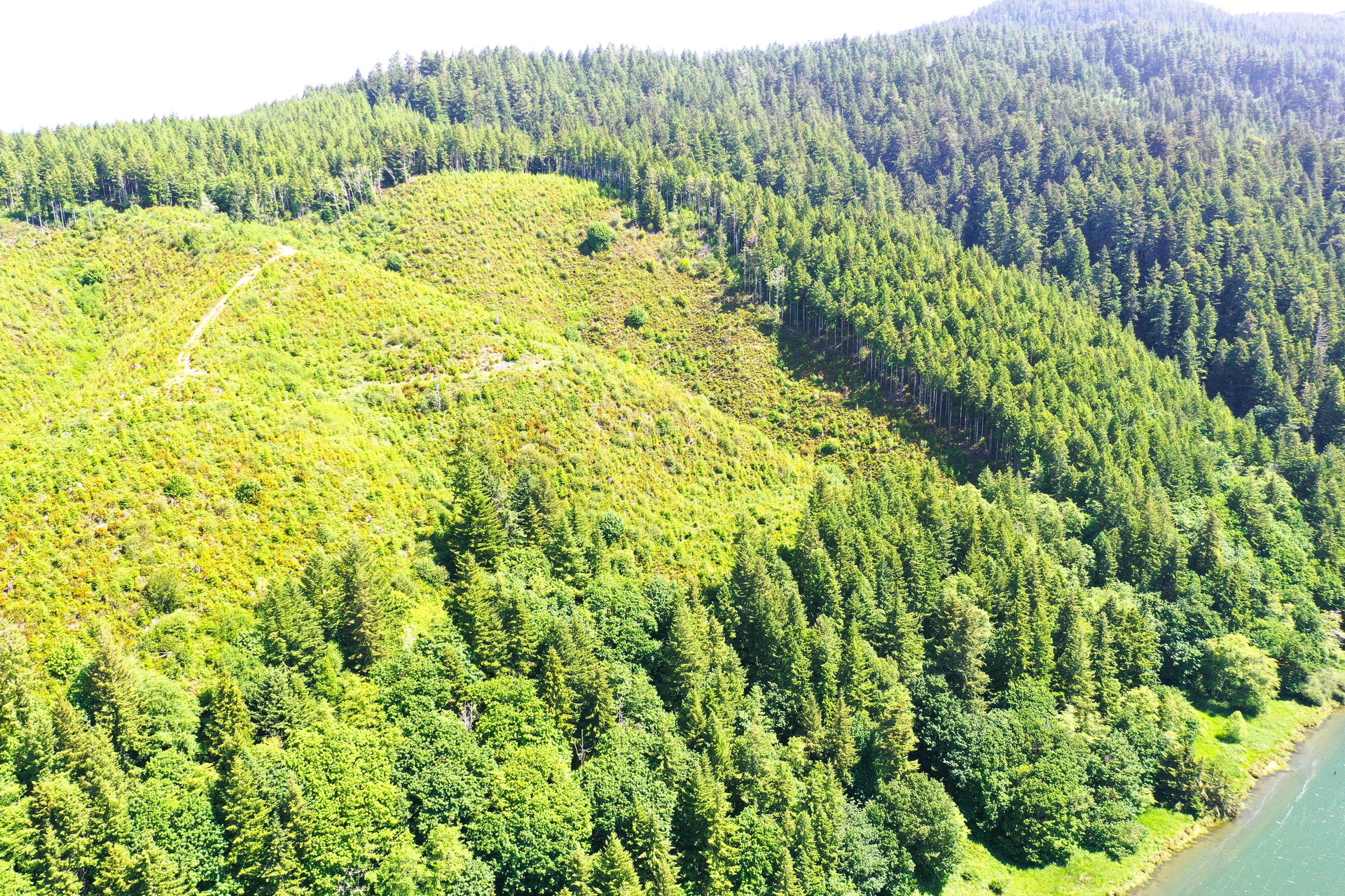 Alsea Estuary Forestland