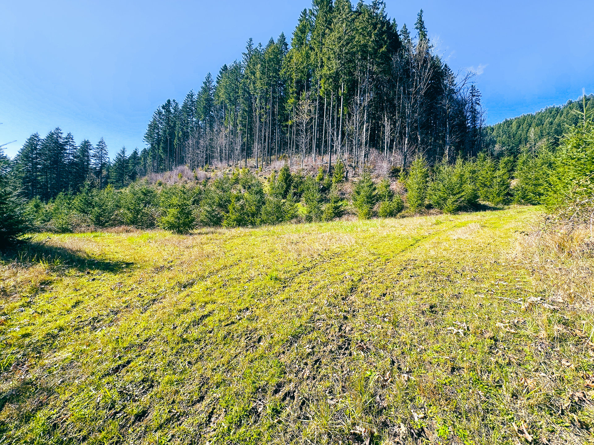 Coyote Creek Forest