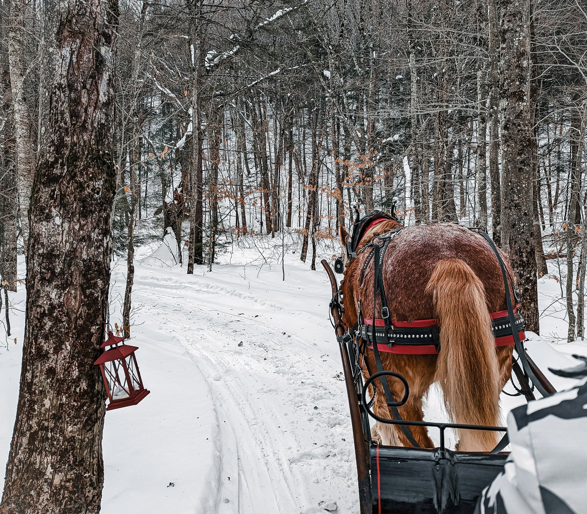 Colorado Winter & Holiday Activities
