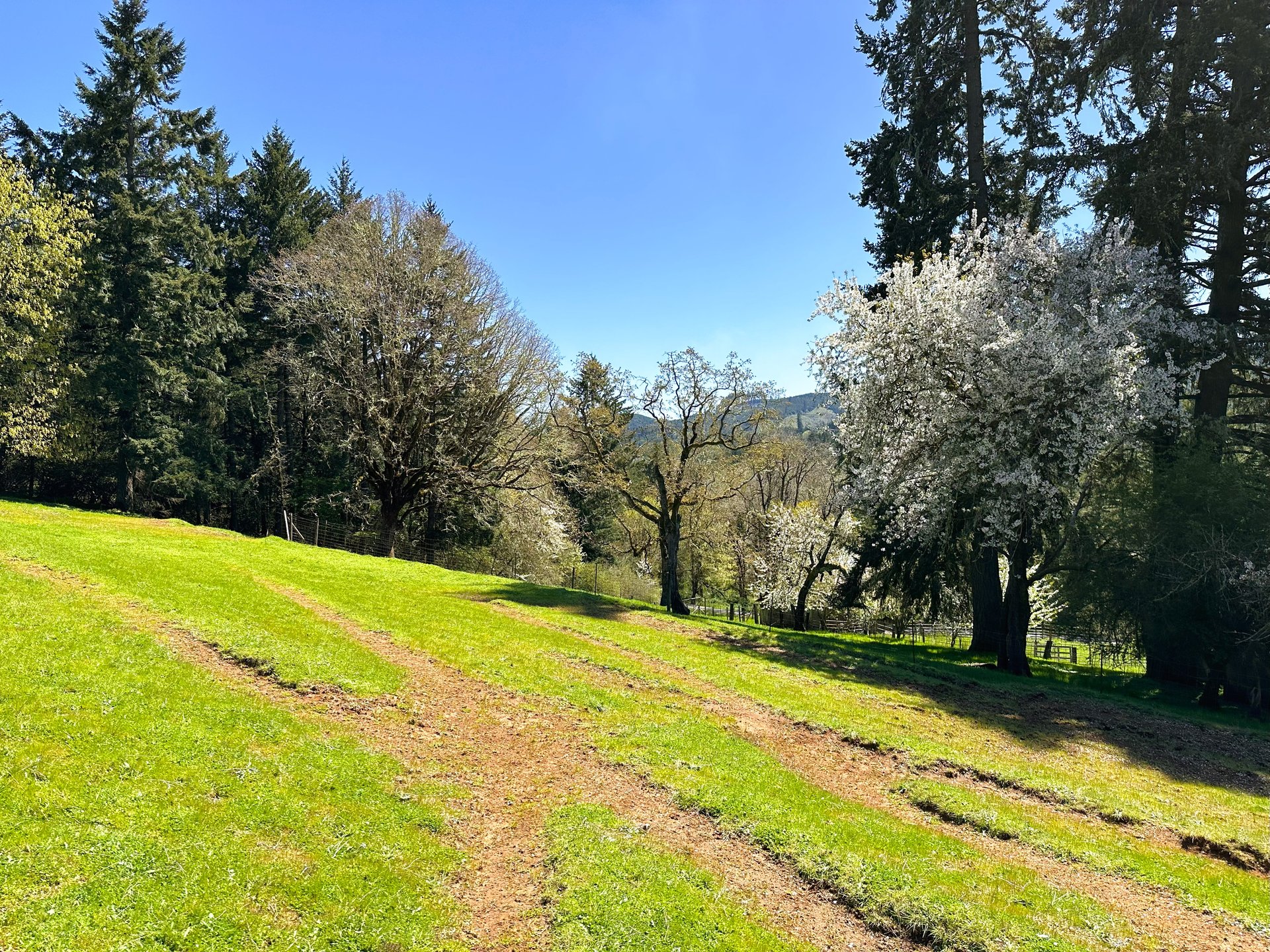 Panther Creek Homestead