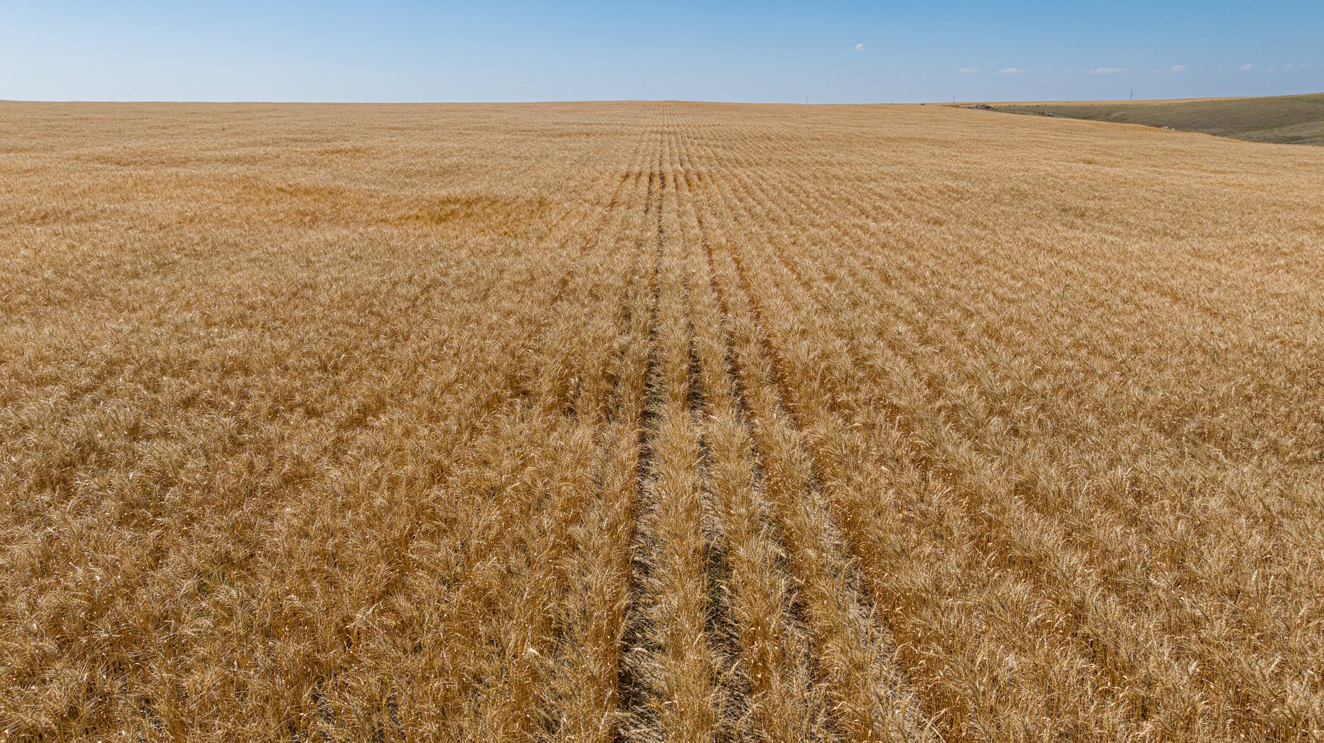 Hill County Organic & CRP Farm