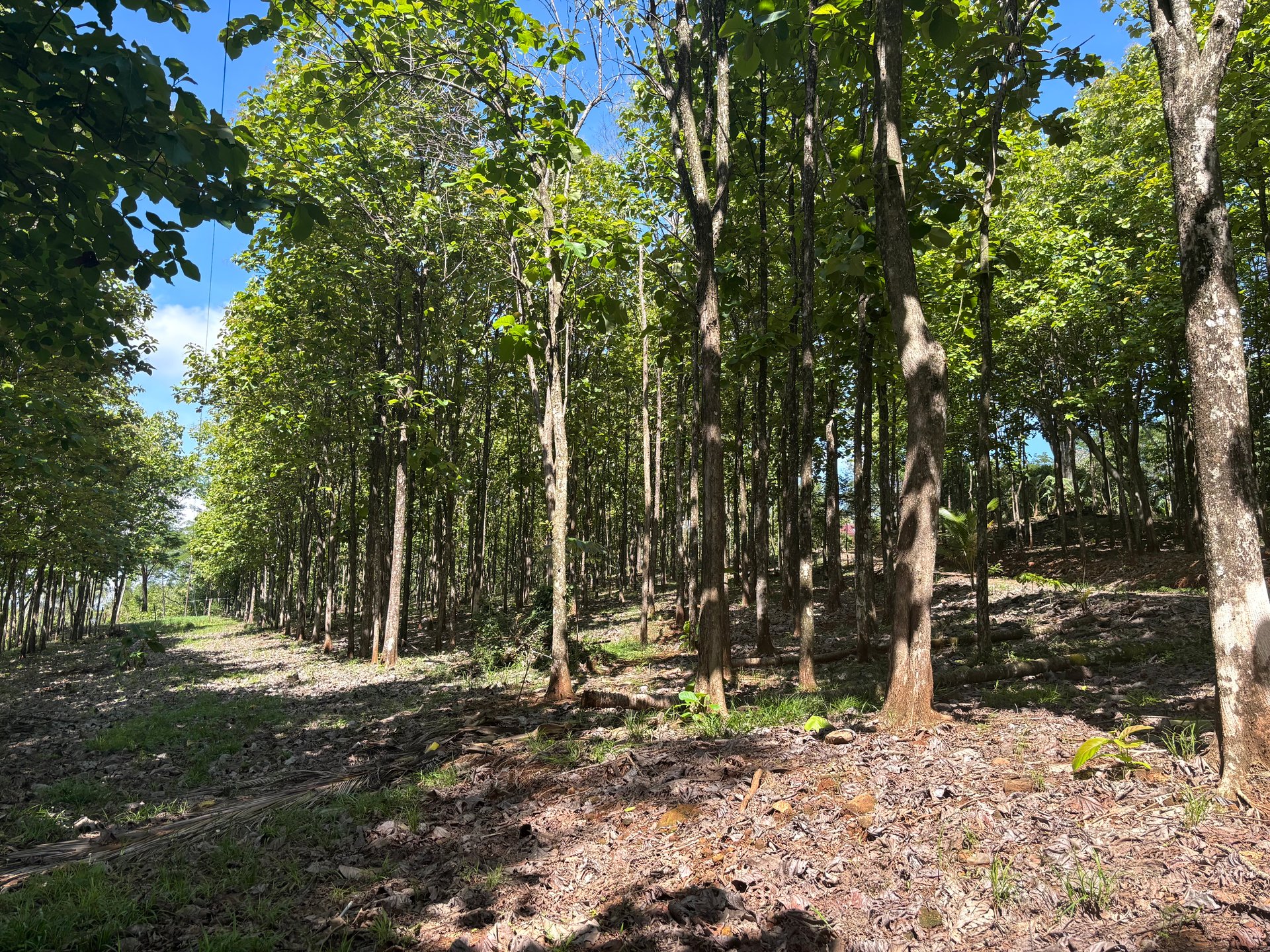 7-Hectare Farm with Teak Plantation, Existing Home & Eco-Development Potential Near Parrita, Costa Rica