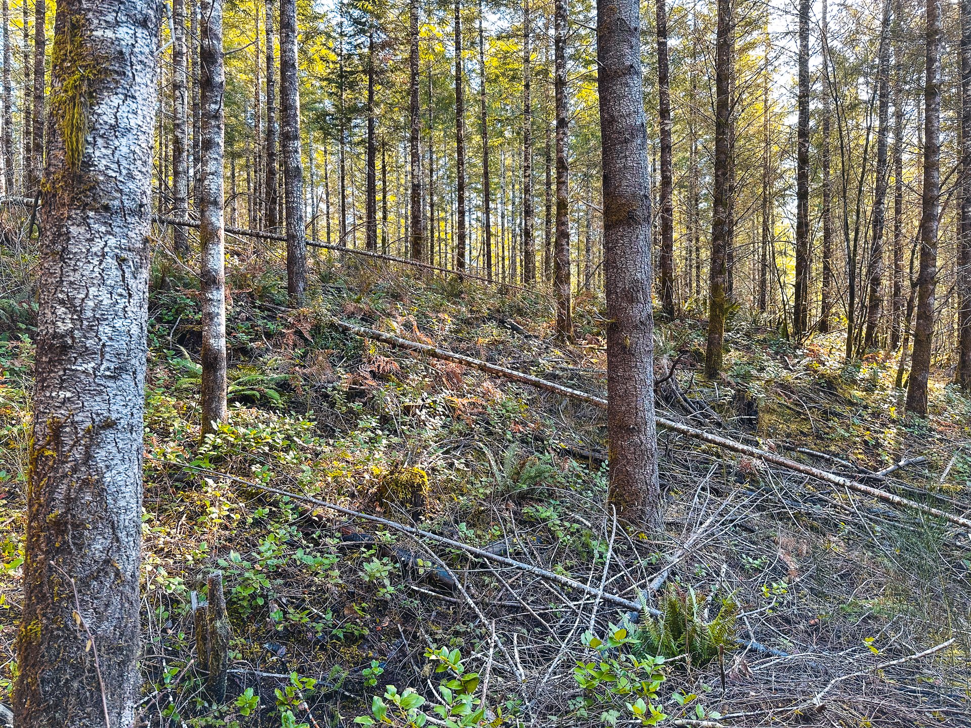 Camp Creek Forest