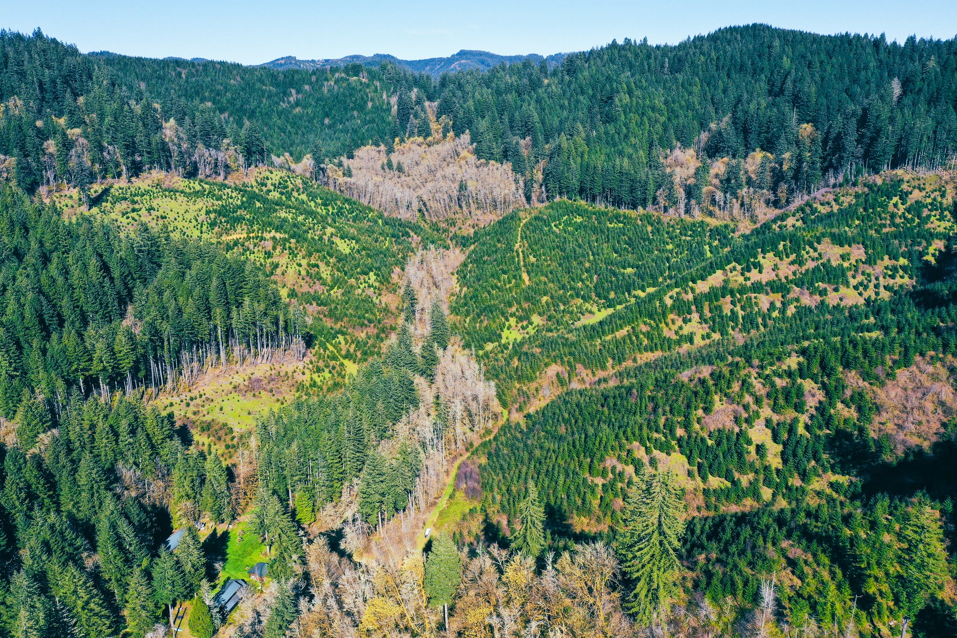 Coyote Creek Forest