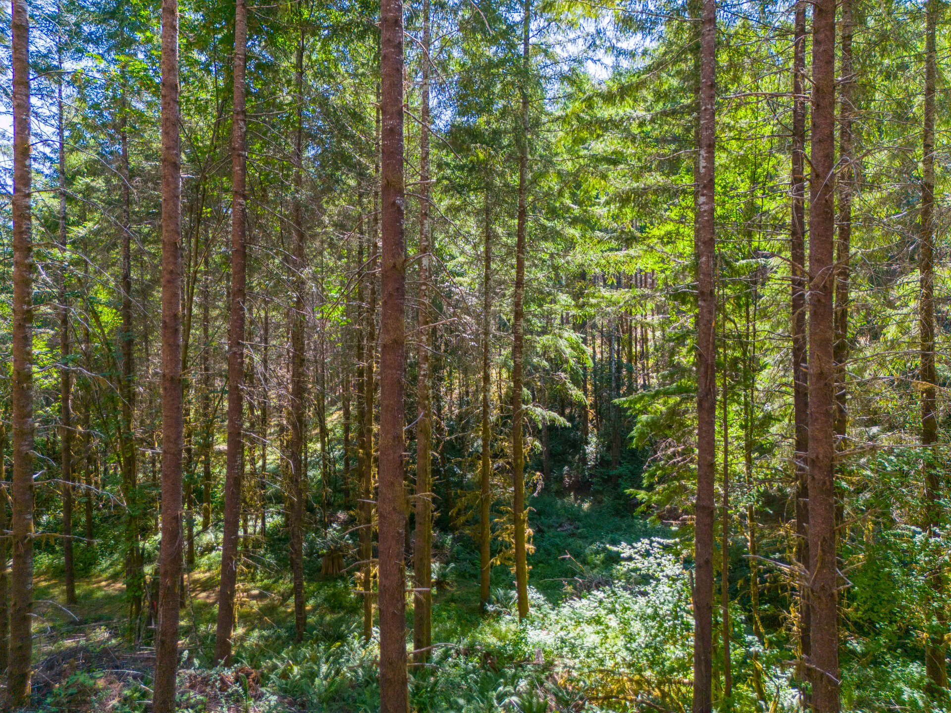 Thetford Home & Forest