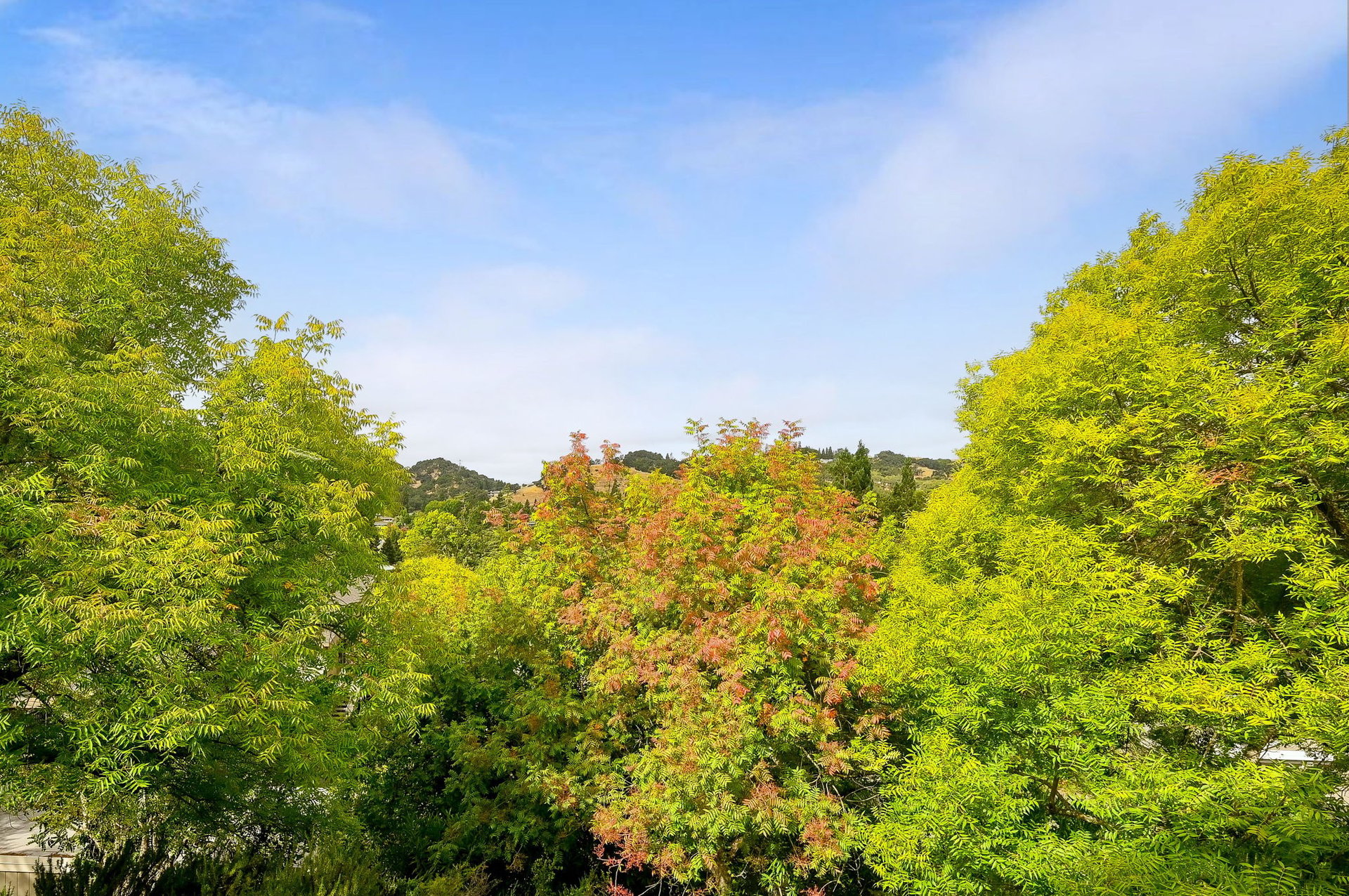 665 Terra California Dr. #3, Walnut Creek