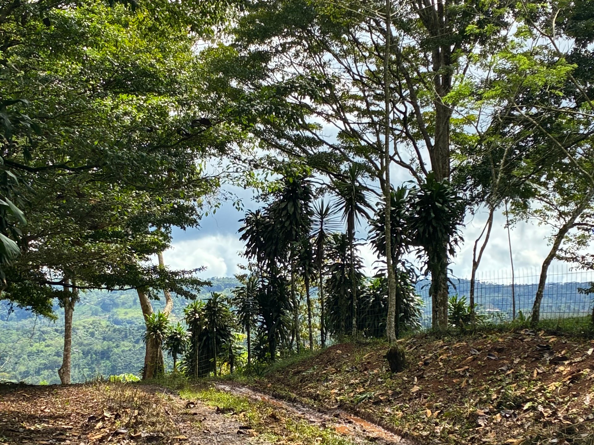 Ready-to-Build Mountain View Lot Minutes from San Isidro