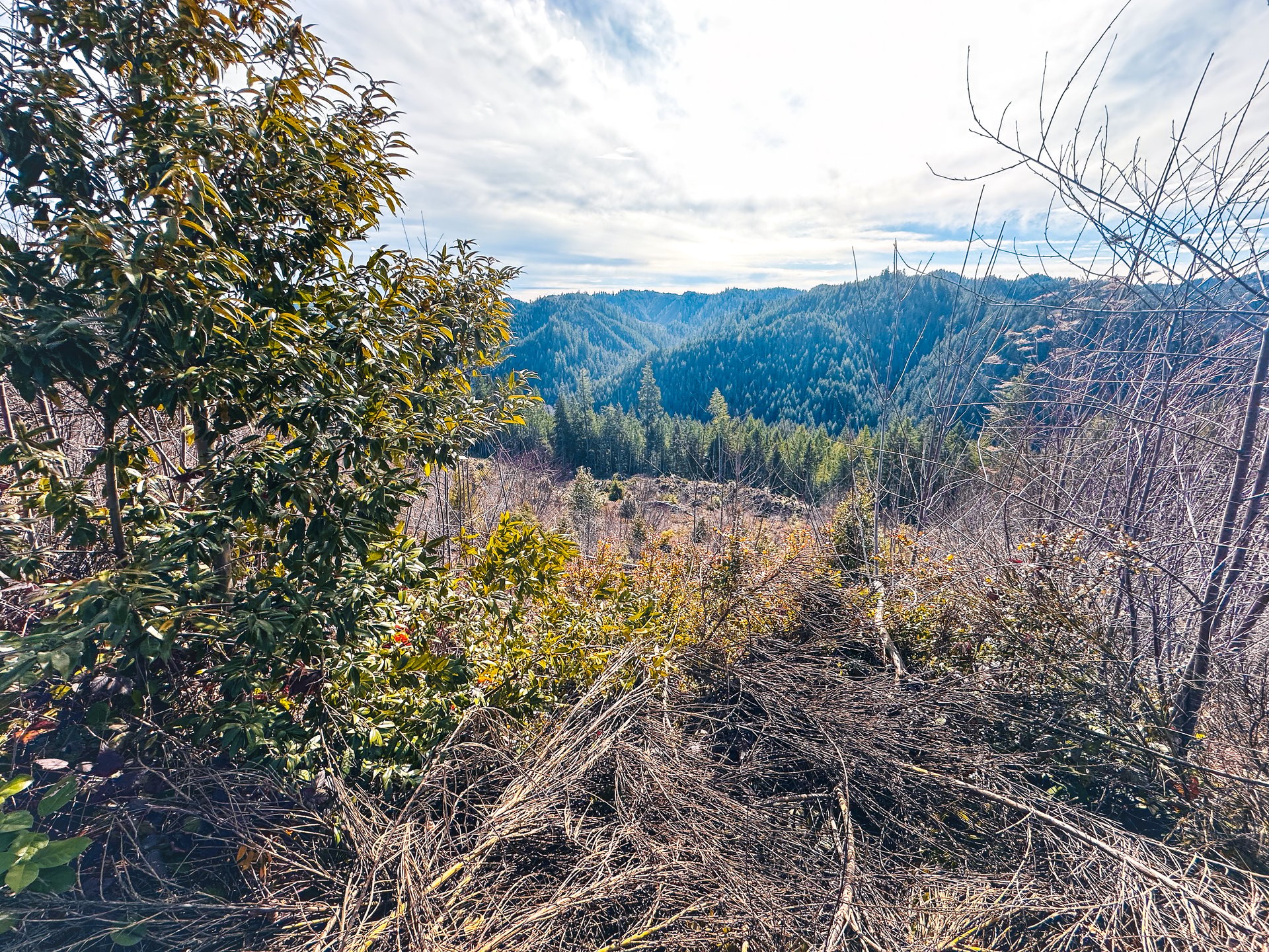 Smith River Back Woods