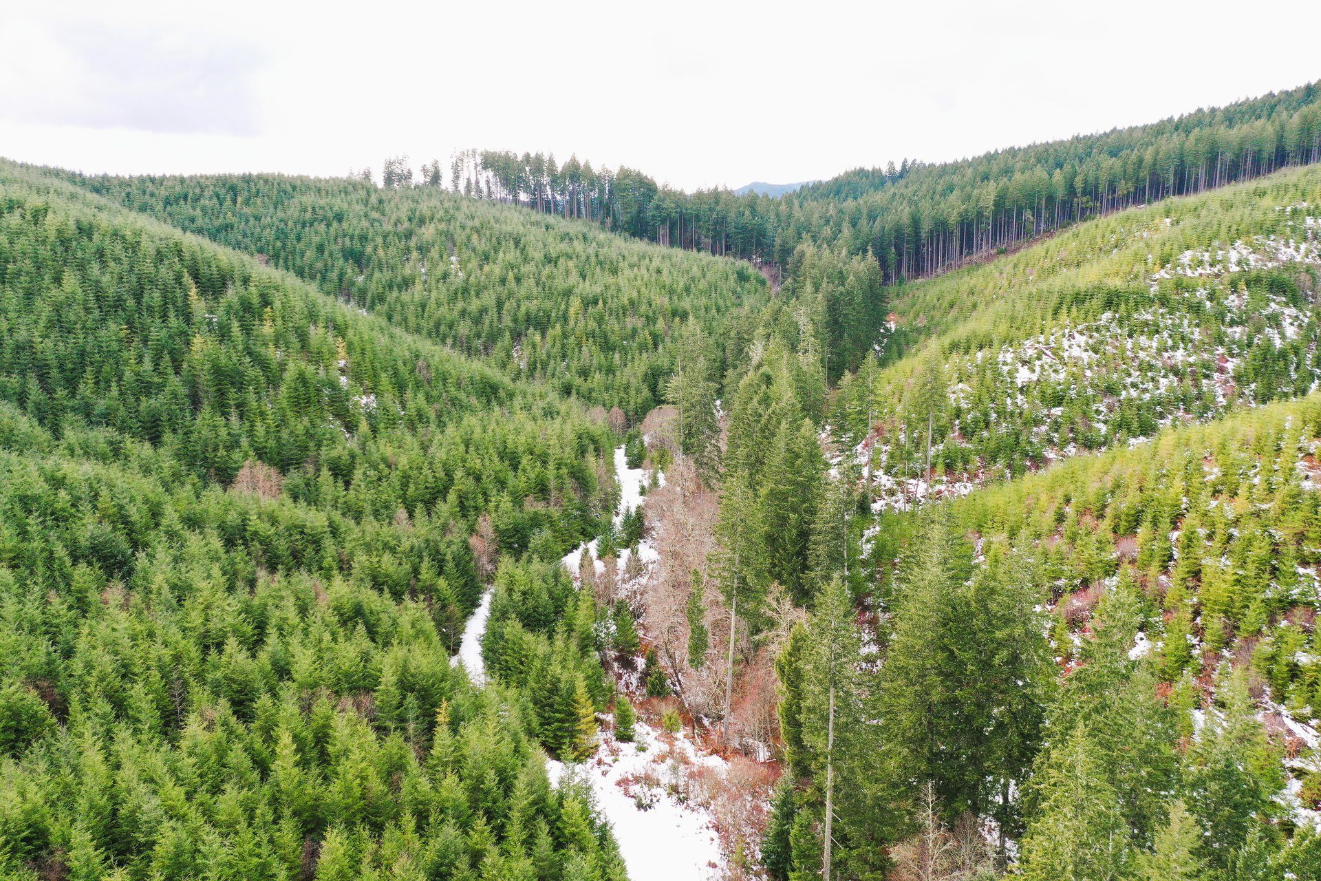 ARC Woods