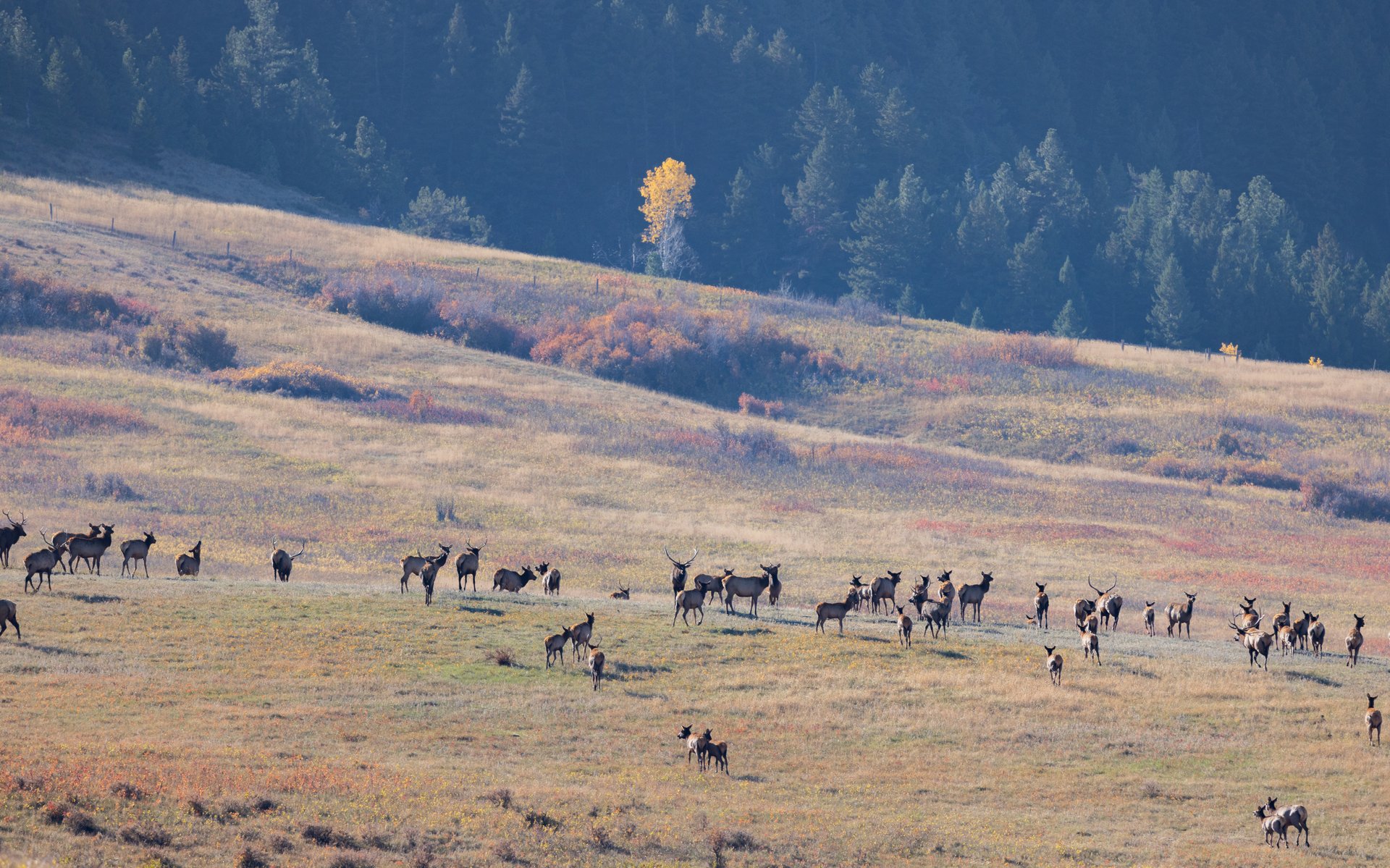 Box Elder Ranch