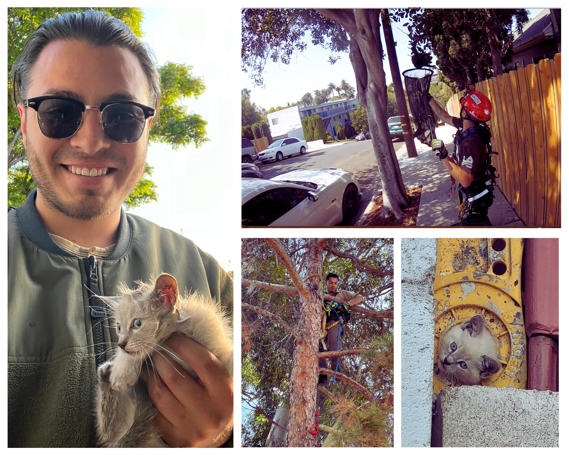 A man holds a kitten as rescuers retrieve cats from a tree and a wall.