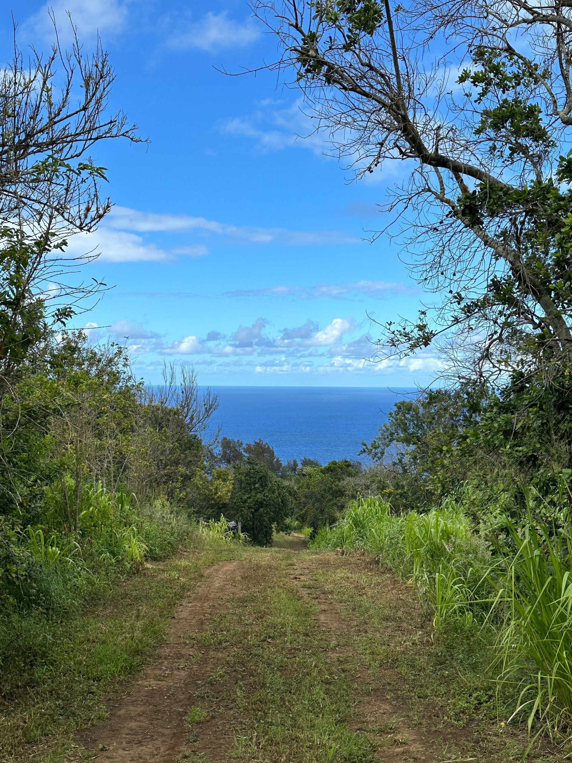 Dirt track through tropical greenery opening to a blue ocean view.