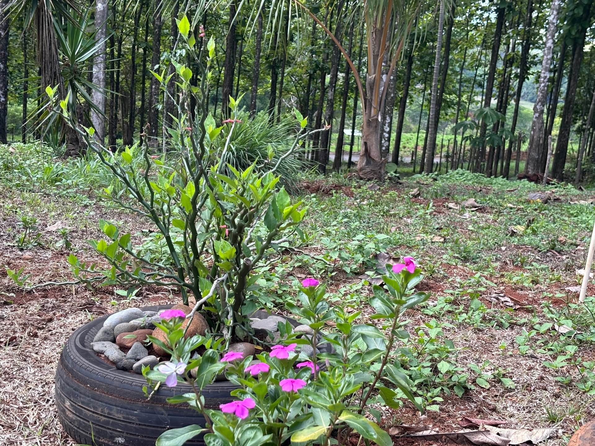 7-Hectare Farm with Teak Plantation, Existing Home & Eco-Development Potential Near Parrita, Costa Rica