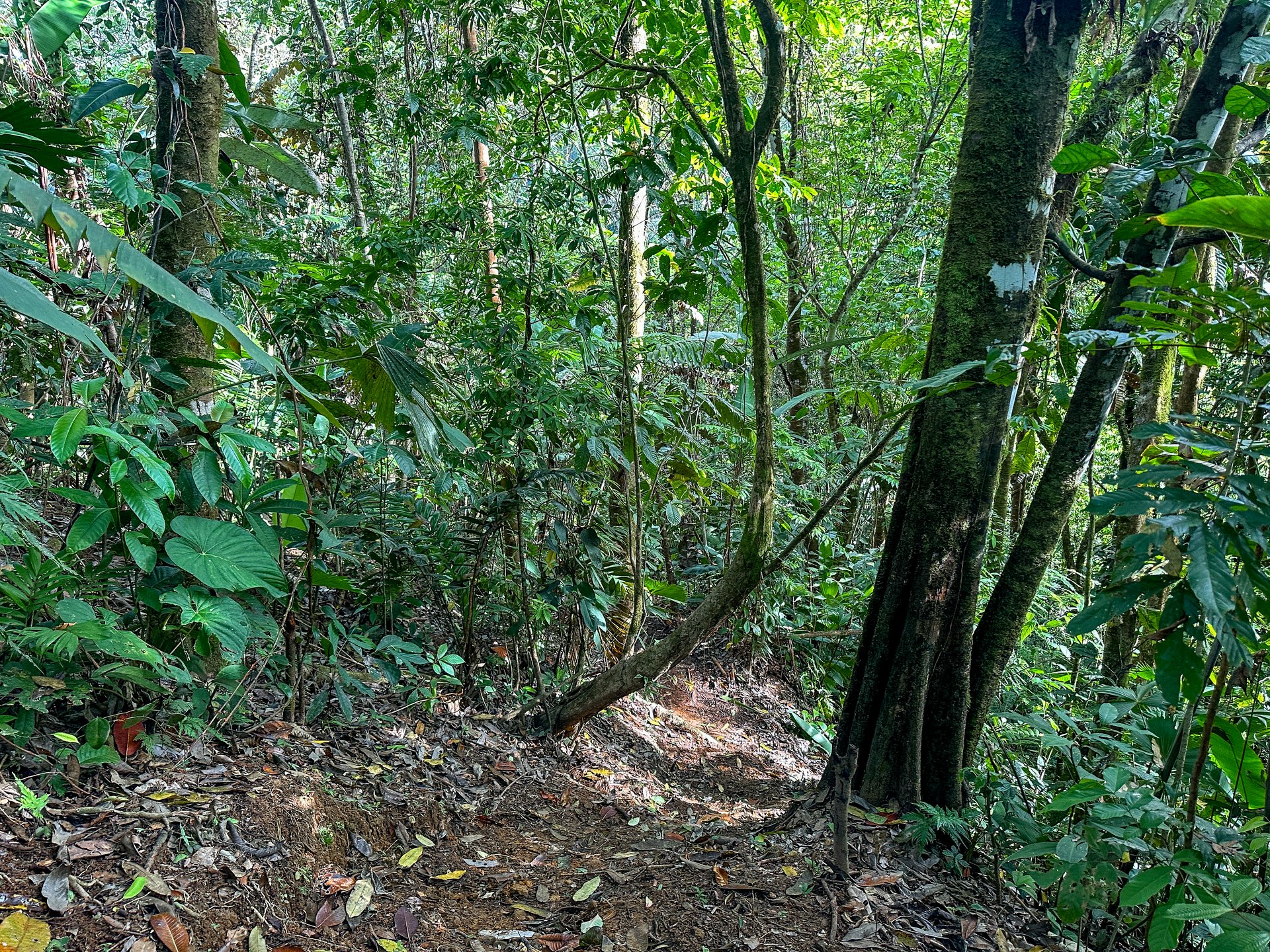 A Huge Rainforest, River & Waterfall Property With TWO Mountain & Jungle-View Luxury Homes on a Massive 4.93 Acre Lot – PLUS an Additional Plantel ready for Development