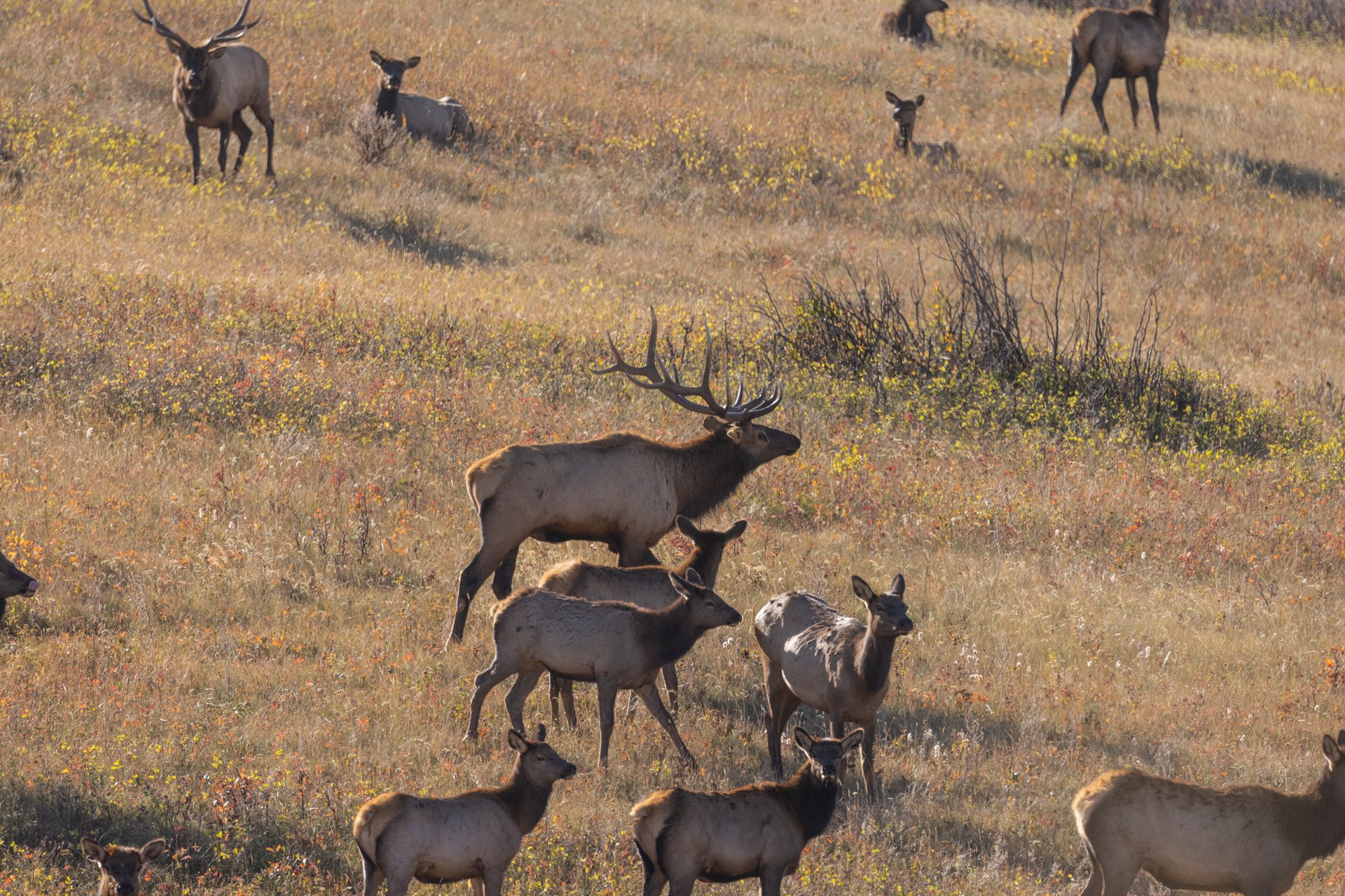 Box Elder Ranch