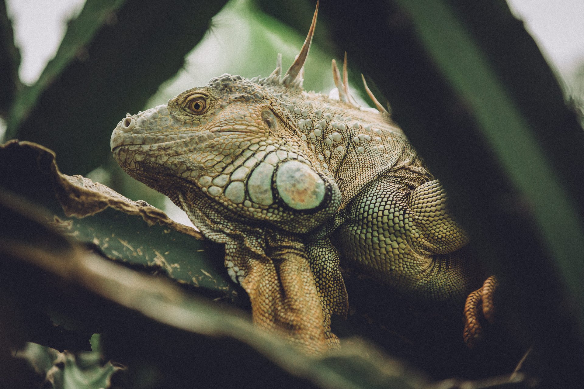  Punta Sabana & Mar Serena: Own the Last Great Coastline in Costa Rica!