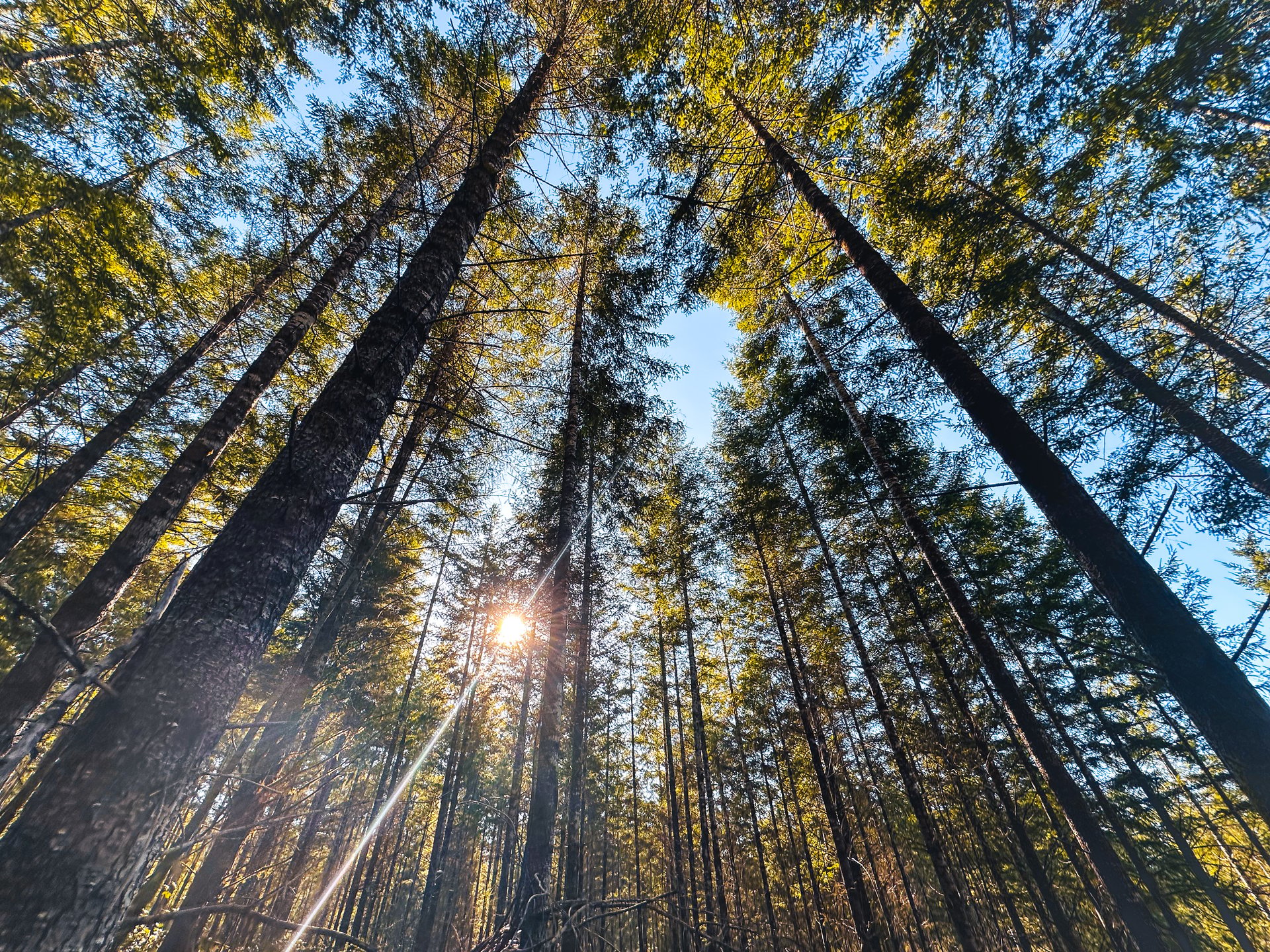 Camp Creek Forest