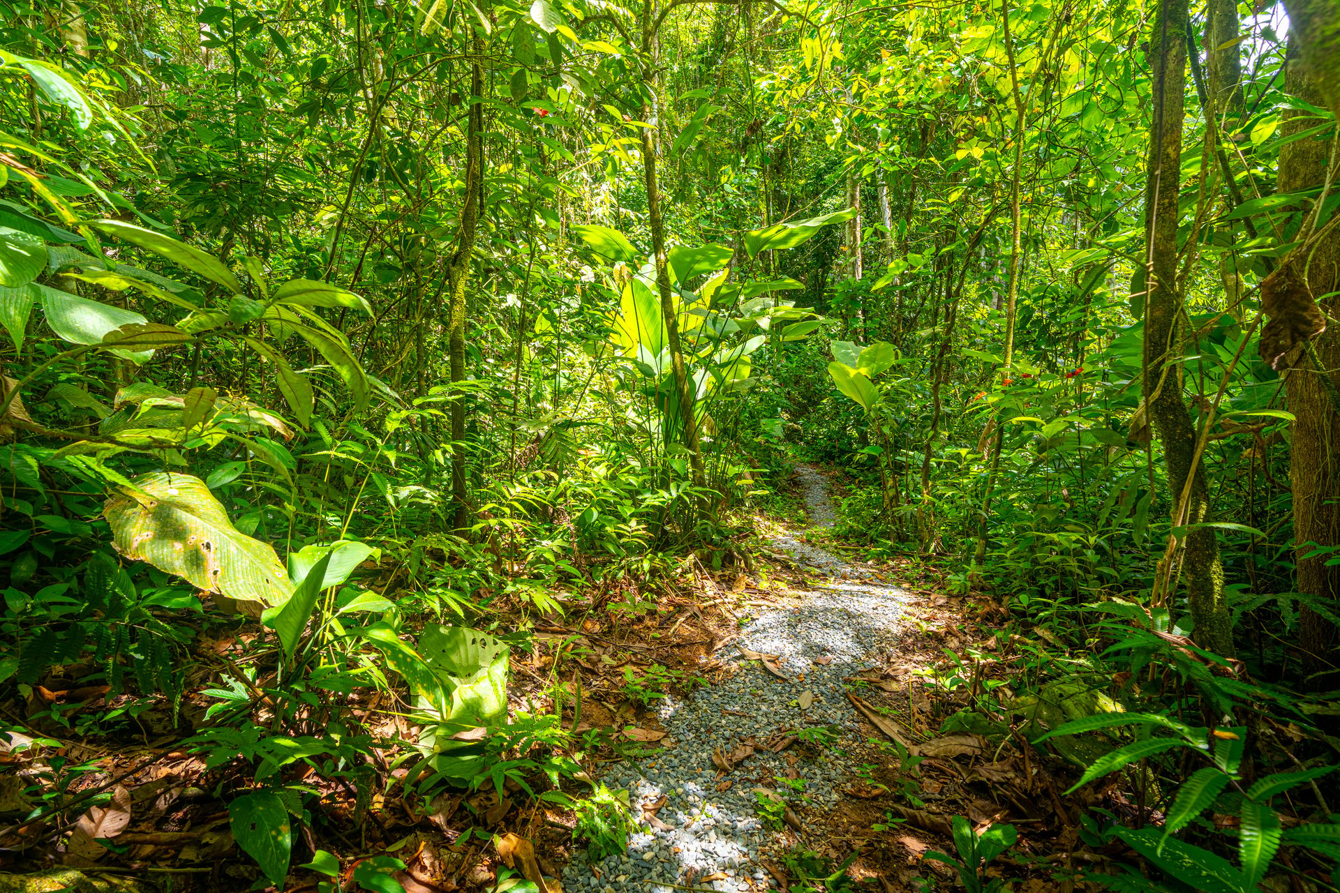 Amazing Mountain View and Ocean View House and Guest House on 4.5 Acres of land in Ojochal