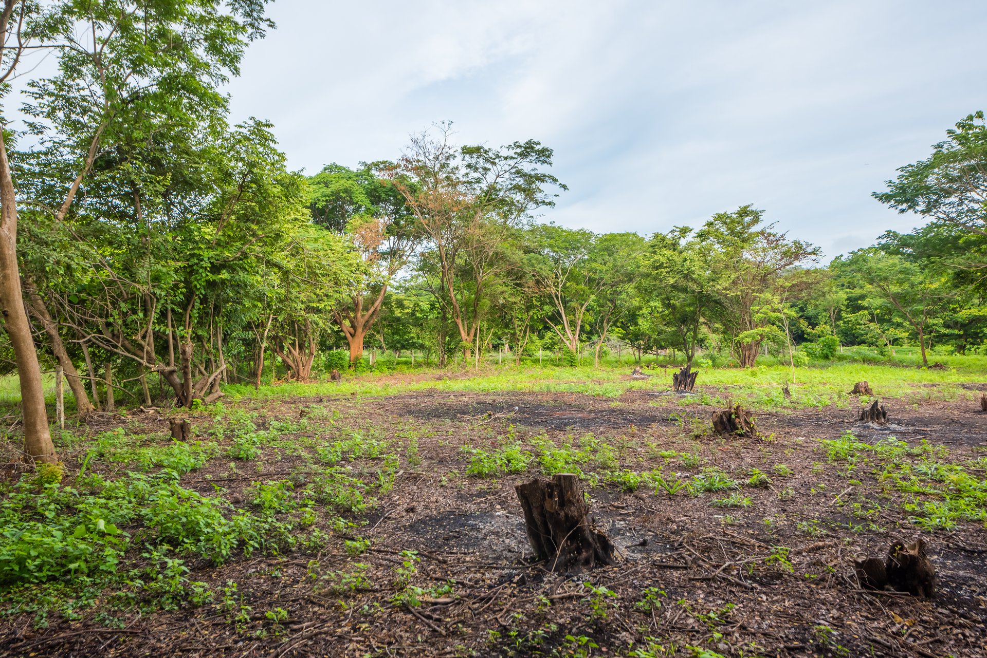 La Garita de Tamarindo Lot | 1.3-Acre Home Site Near Top Beaches, Private, Scenic, and Well-Located