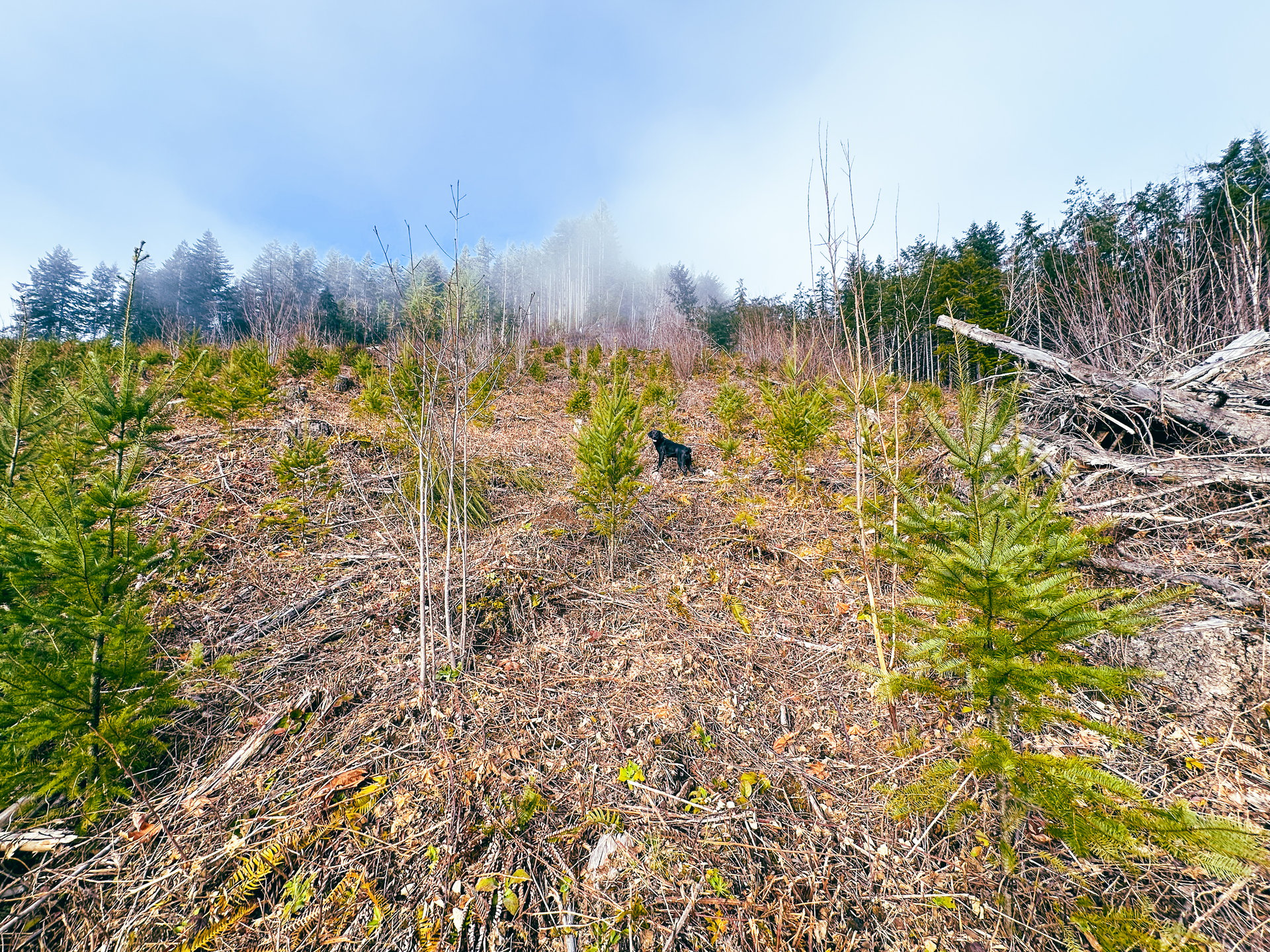 Waite Creek Woodlands