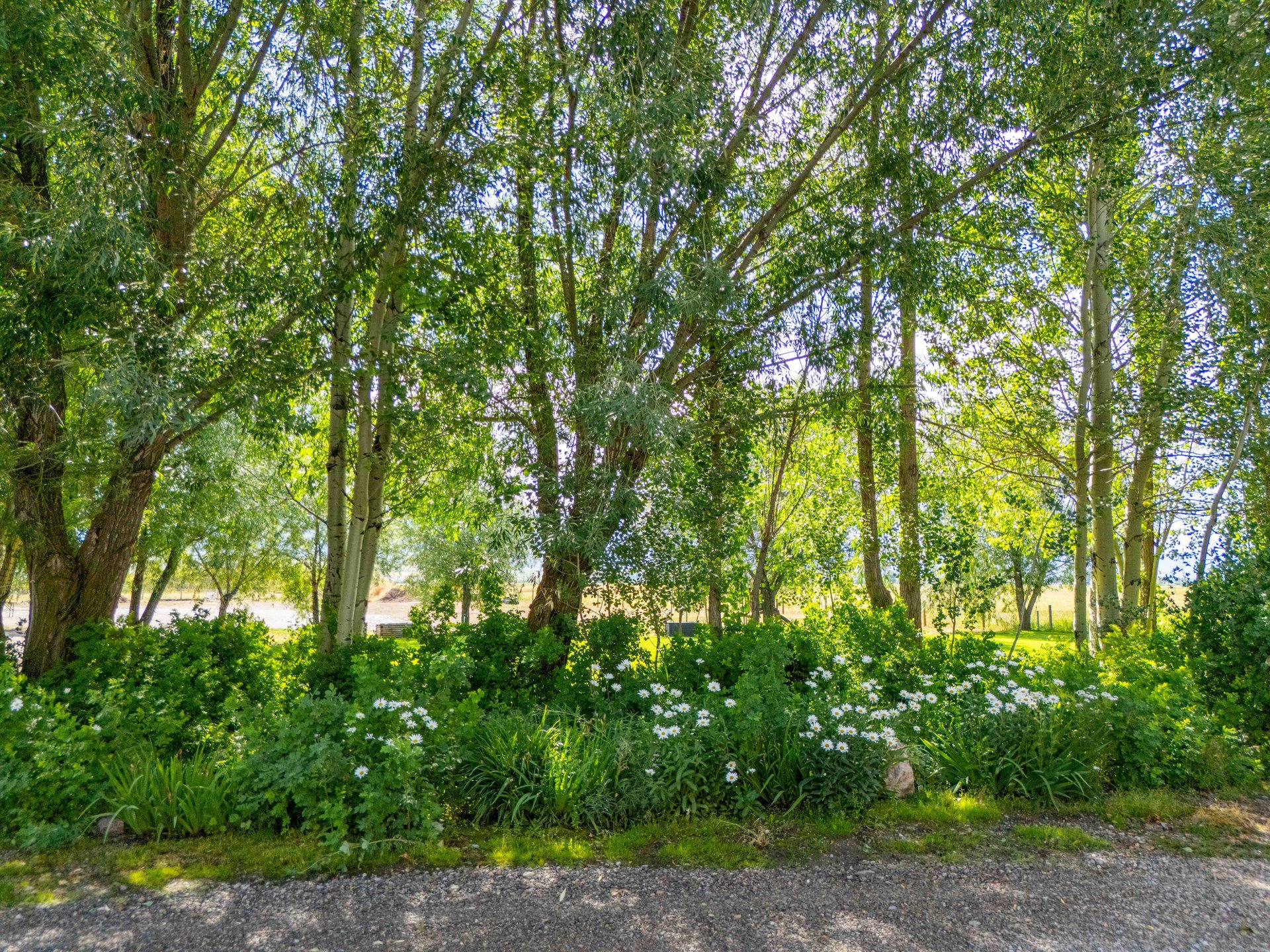 141 COUNTY ROAD 184