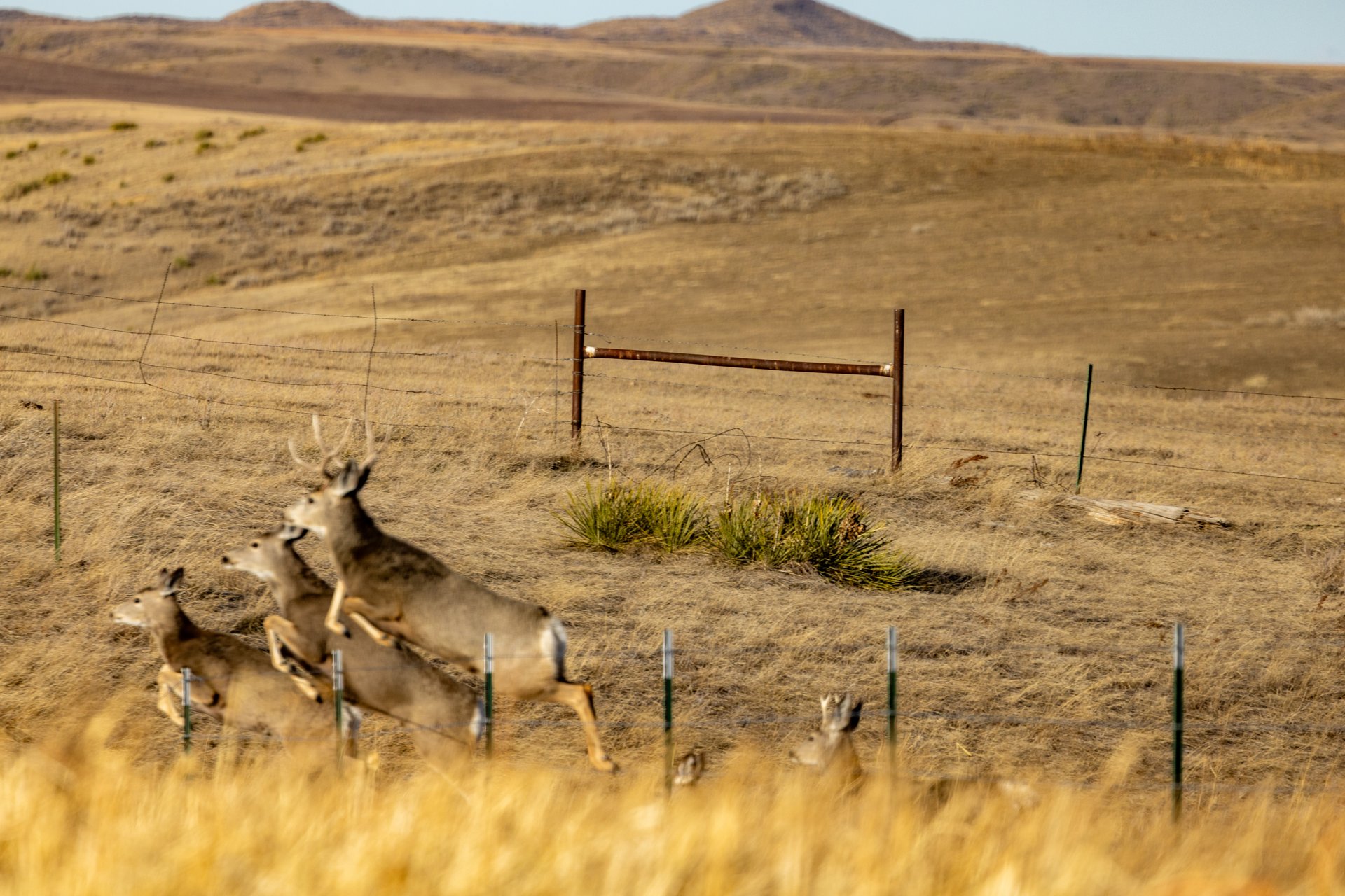 Prairie Rise Ranch