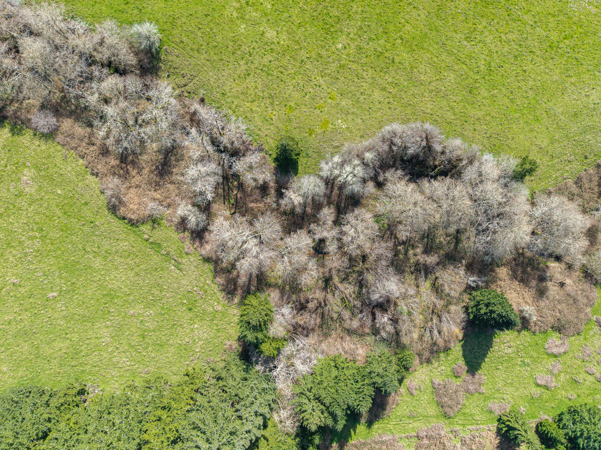 LITTLE ELK TREEFARM