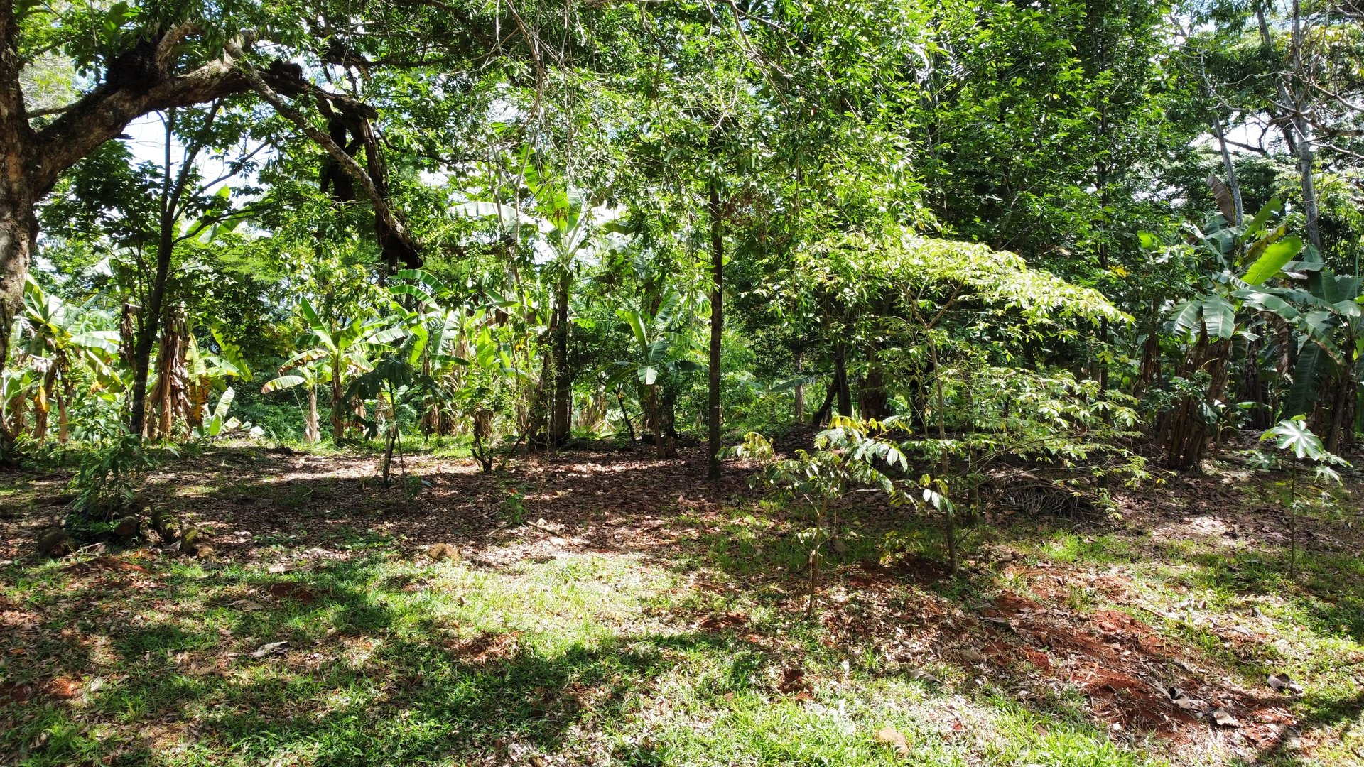 7-Hectare Farm with Teak Plantation, Existing Home & Eco-Development Potential Near Parrita, Costa Rica