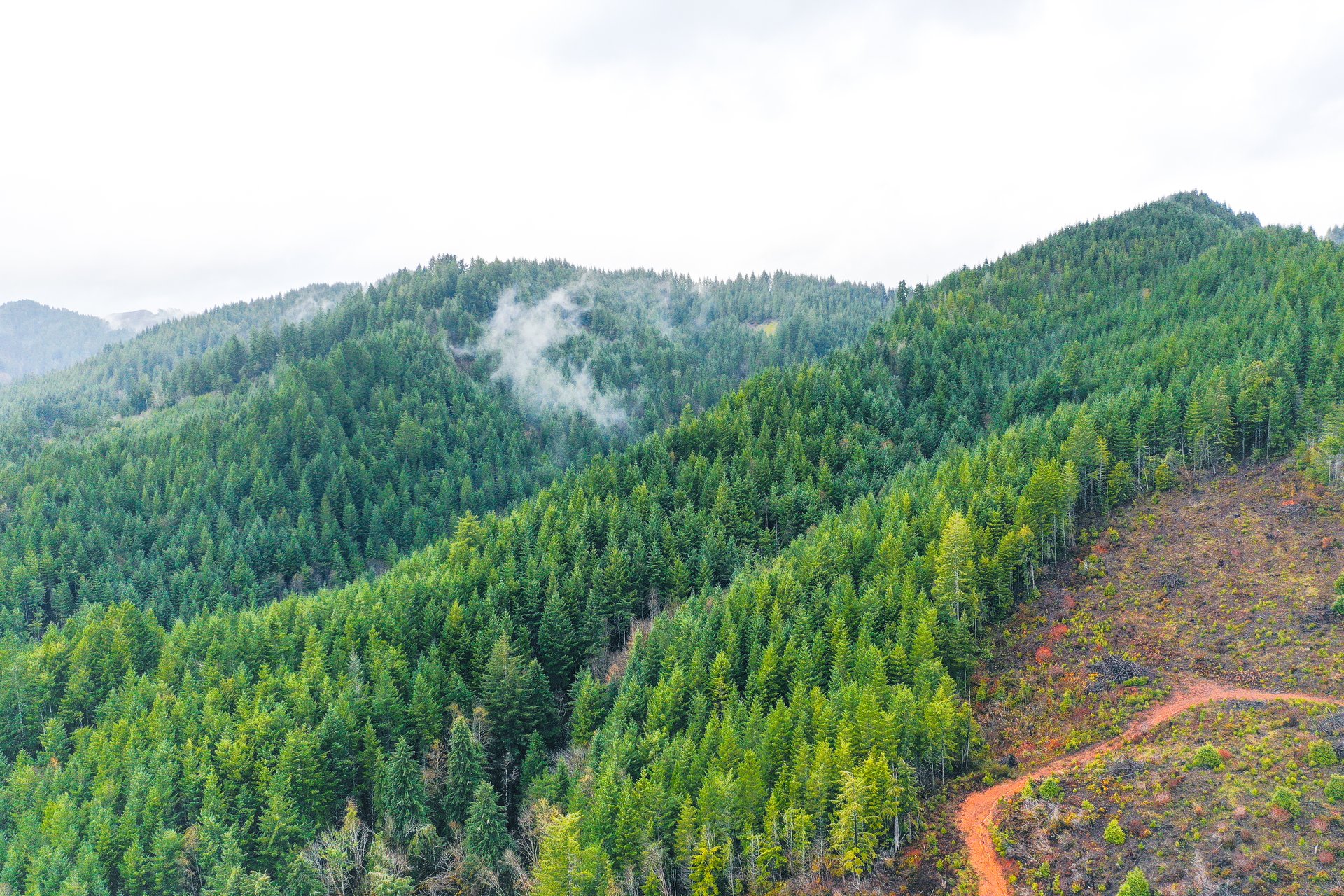 RICHARDSON TIMBER