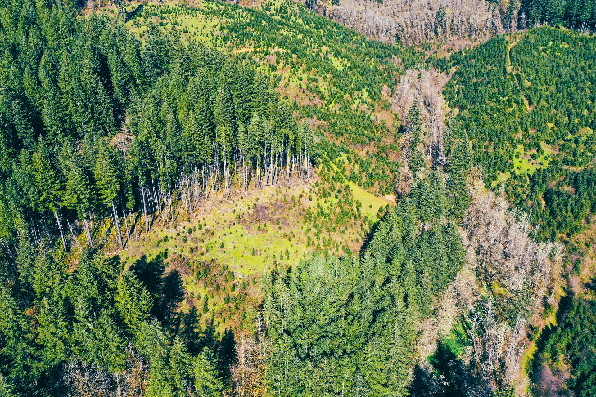 Coyote Creek Forest