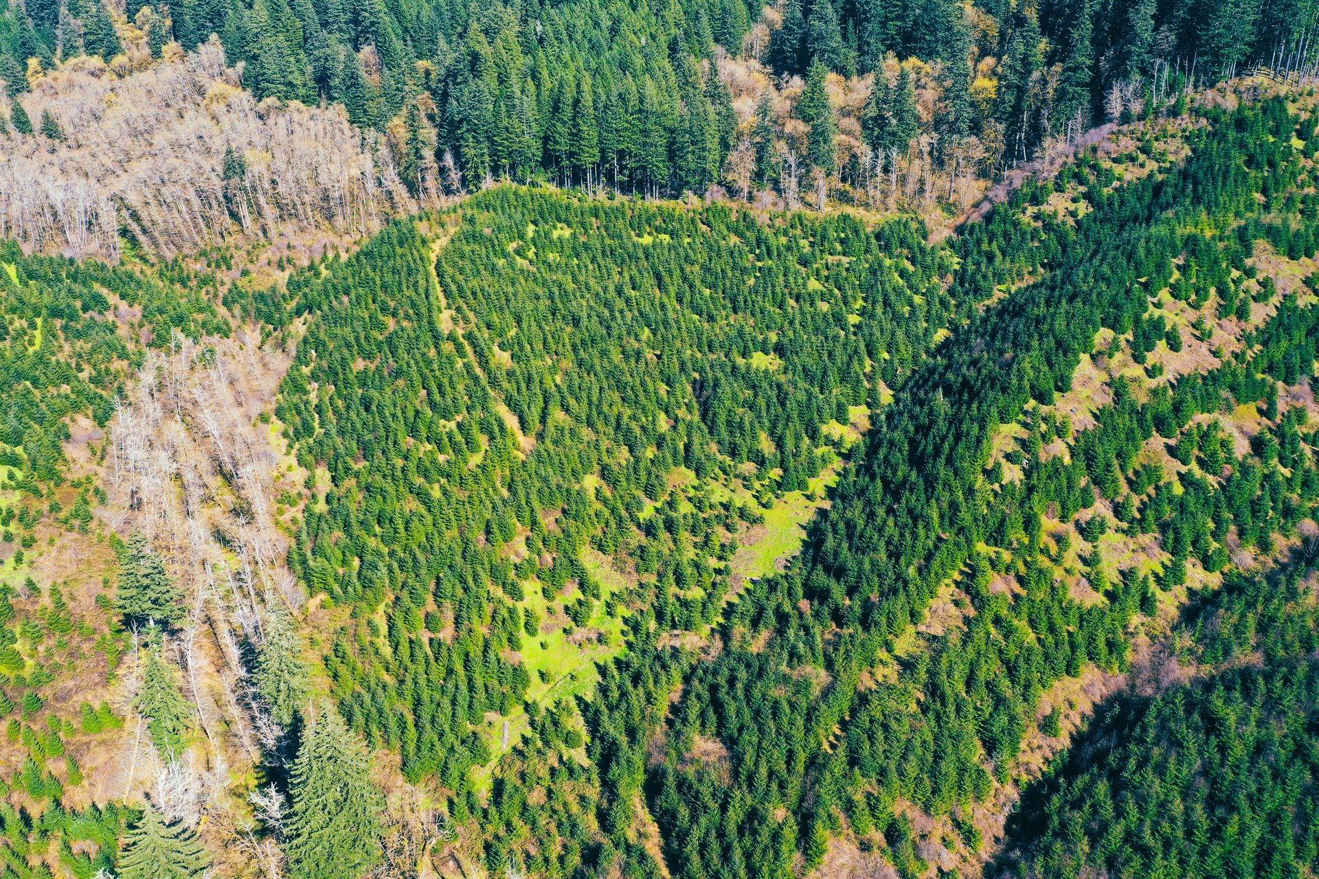 Coyote Creek Forest
