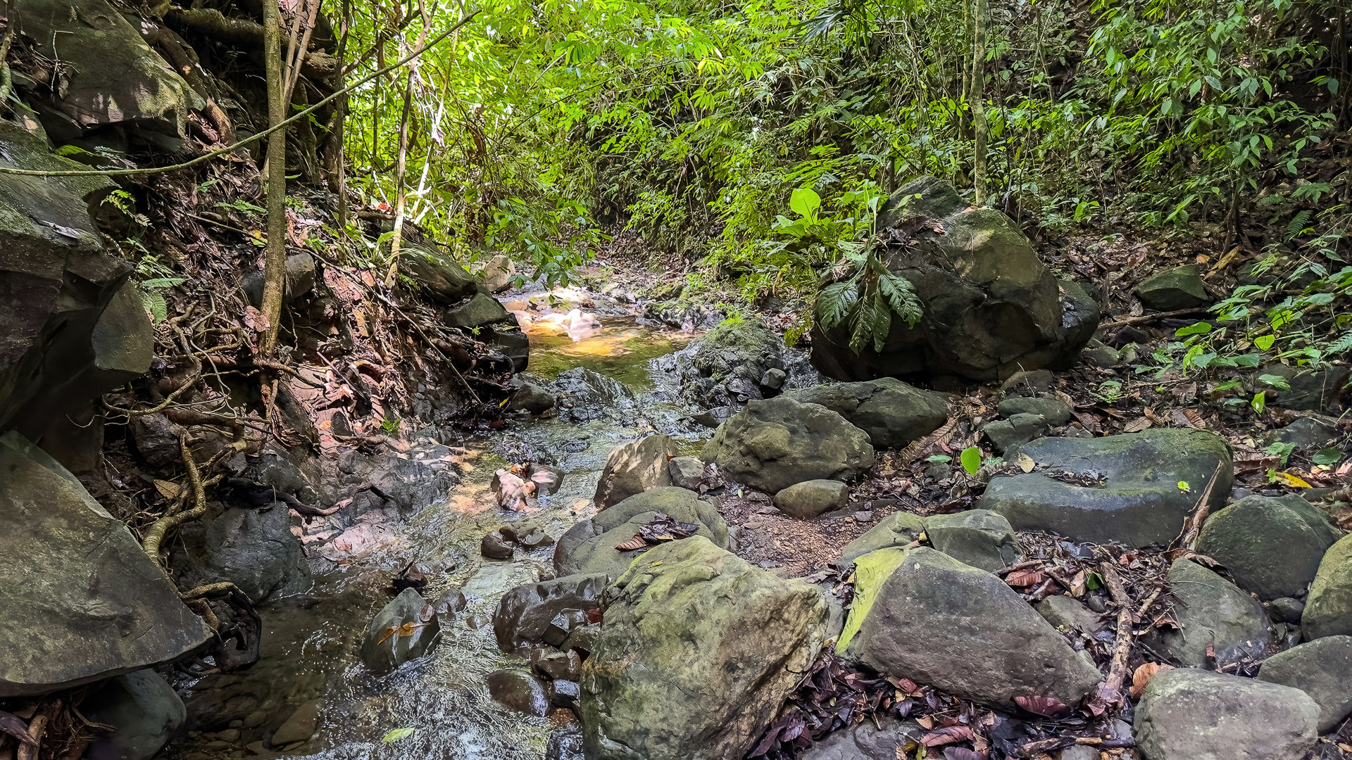 60+ Hectares in Platanillo | Own Your Own Mountain in Costa Rica