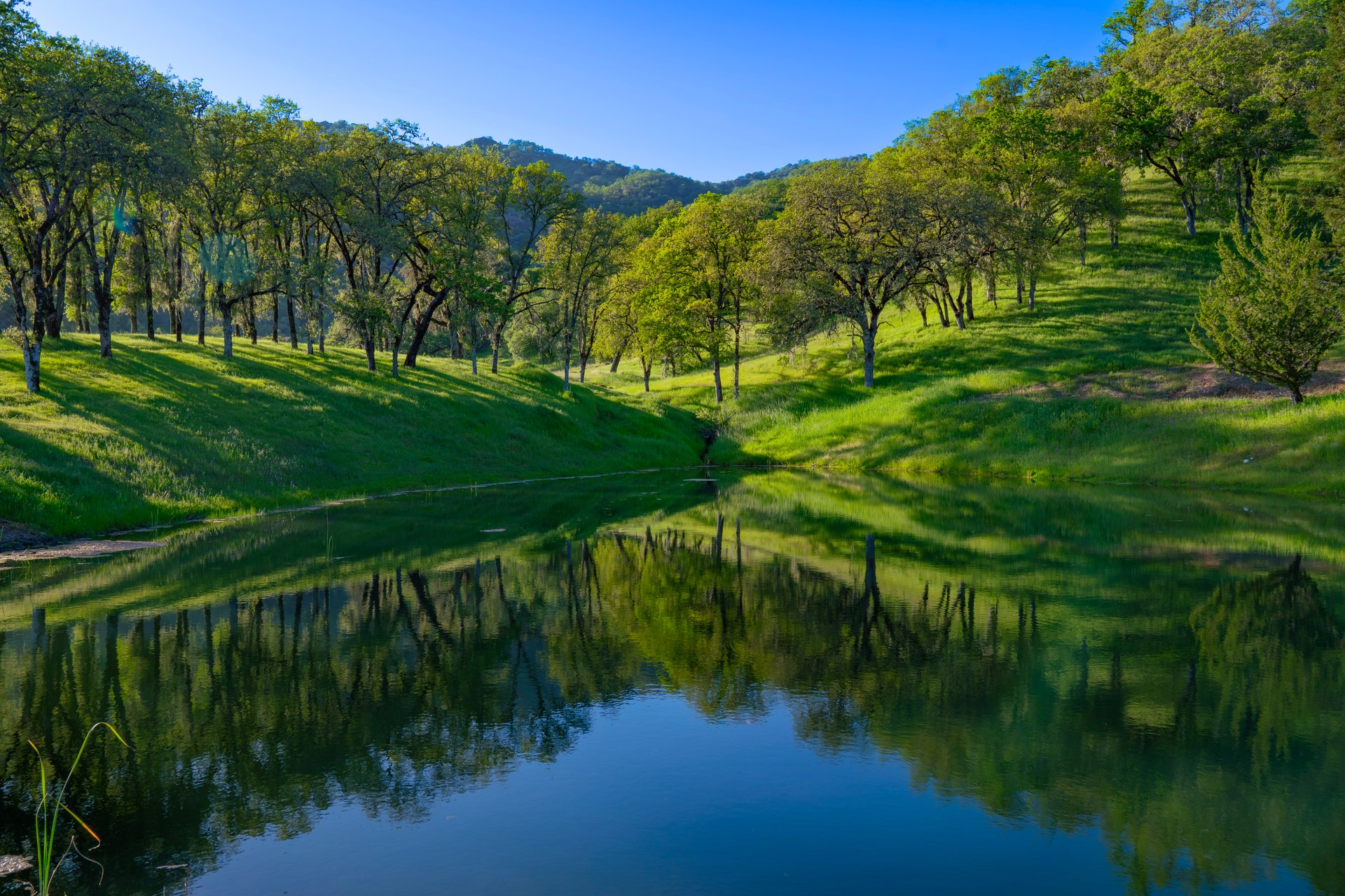 Open Hand Ranch 
