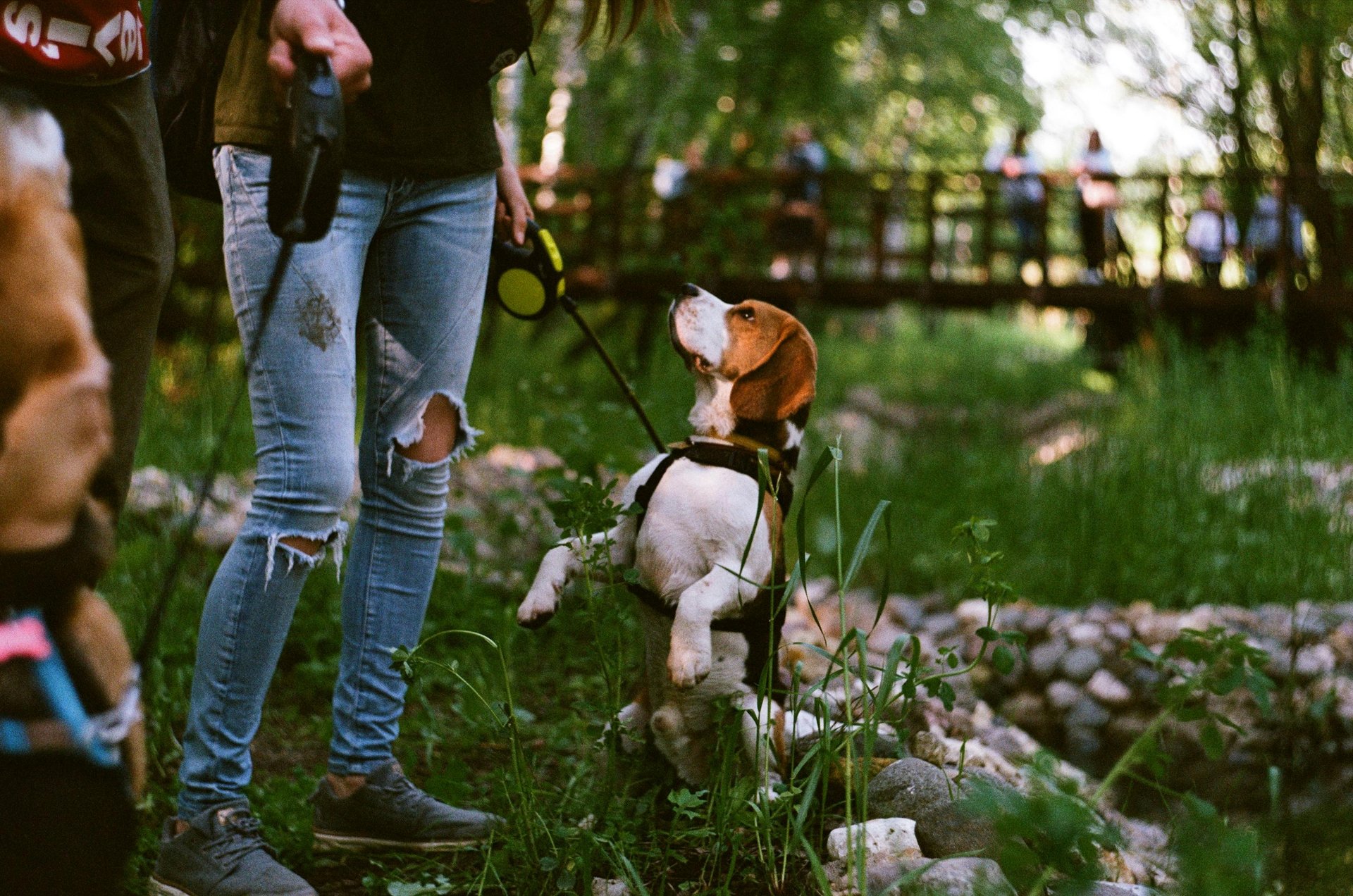 Compact Saratoga Creek Dog Park in San Jose with shaded benches and fenced play zones.