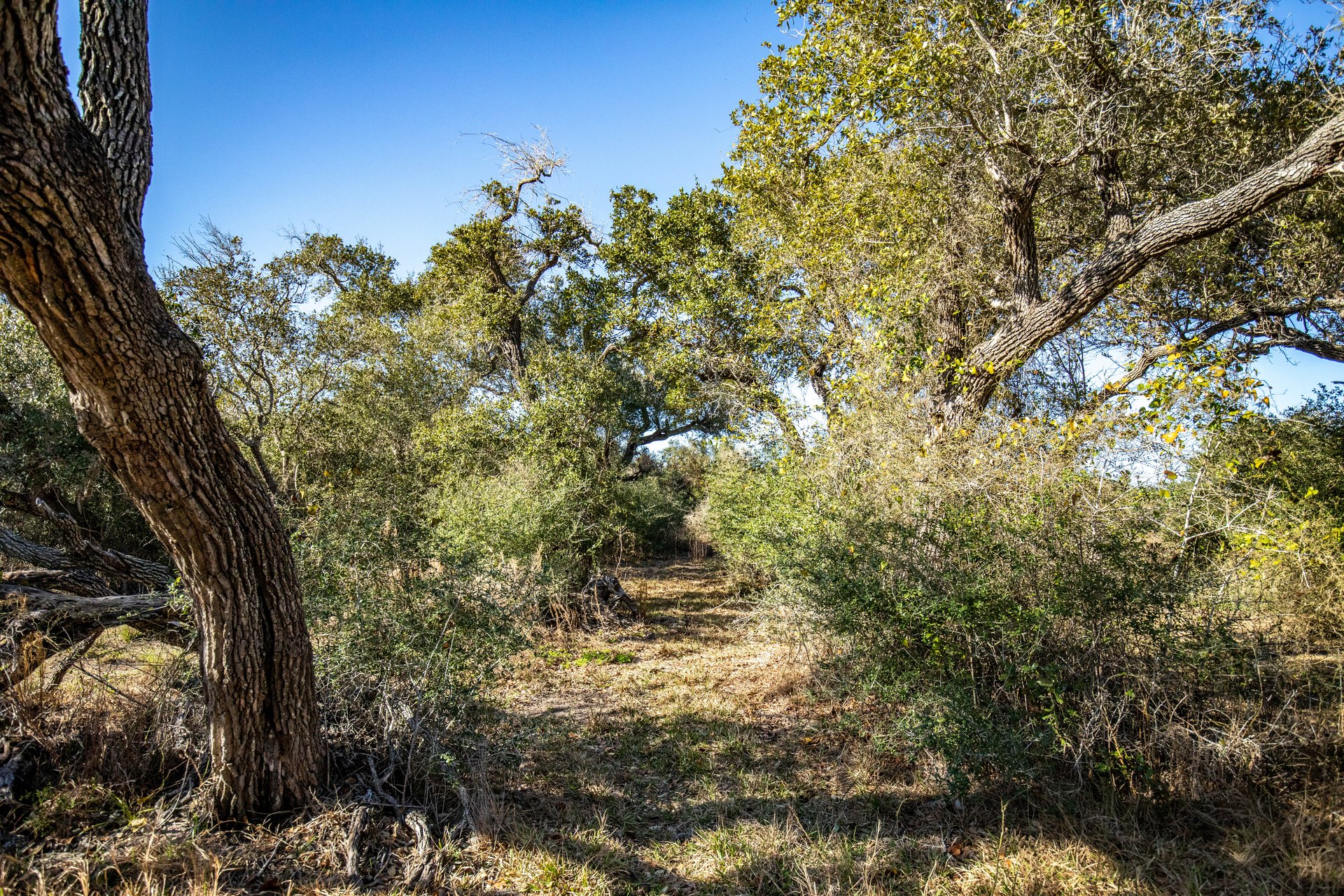 Lamar Peninsula Development Tract |  51.81± Acres | Aransas County