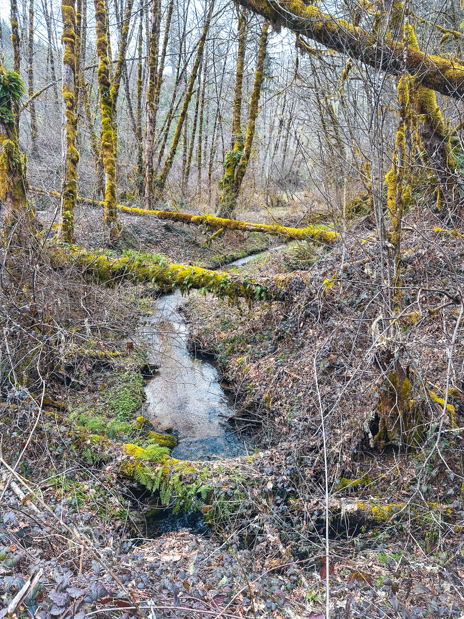 Coyote Creek Forest