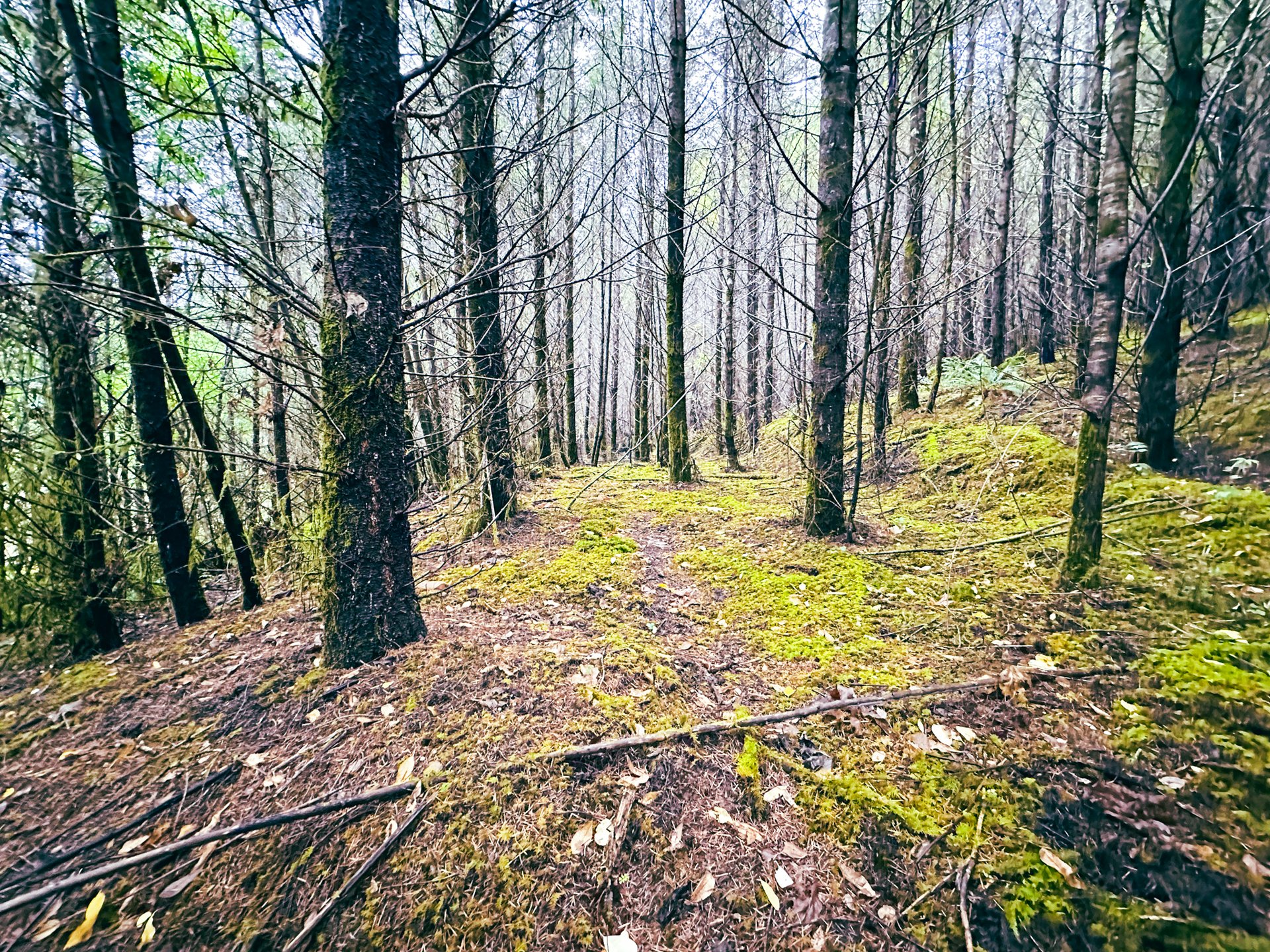 Little Forest