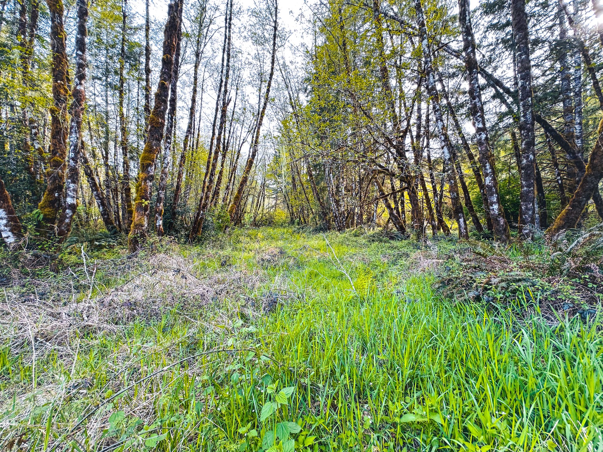 Nelson Mountain Meadows