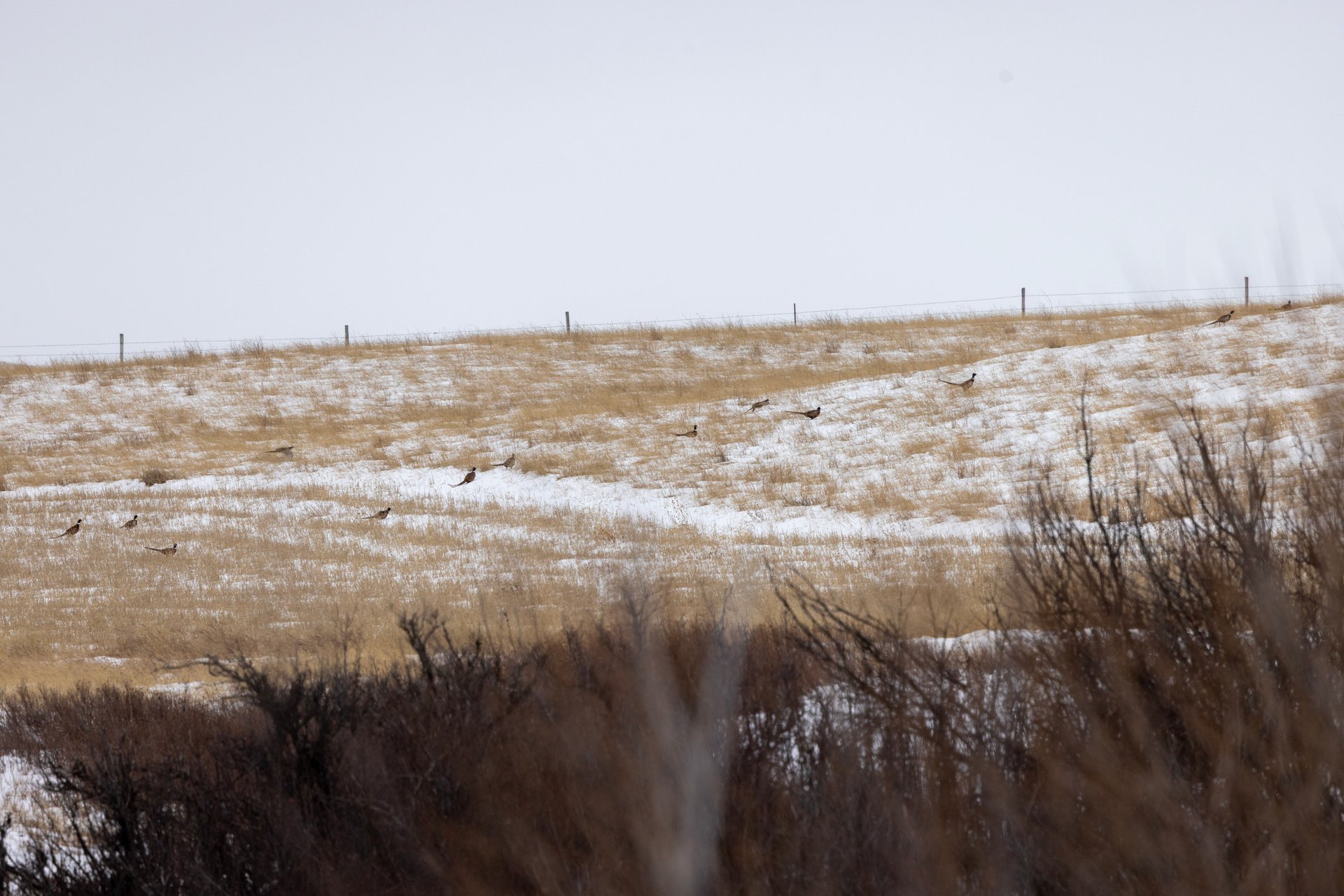 Blood Coulee Ranch