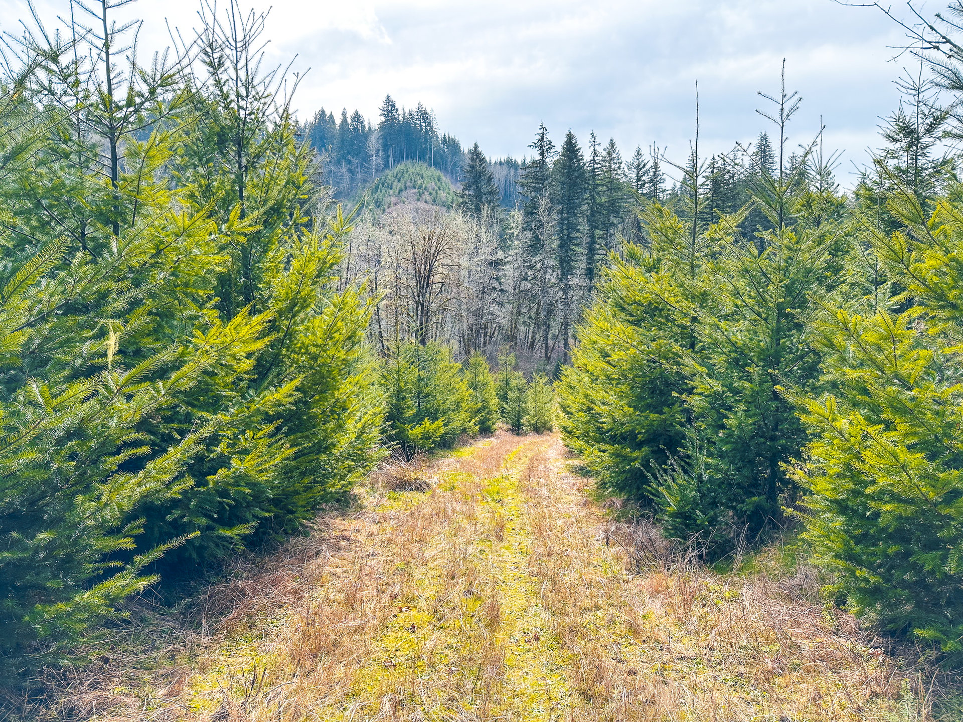 Coyote Creek Forest