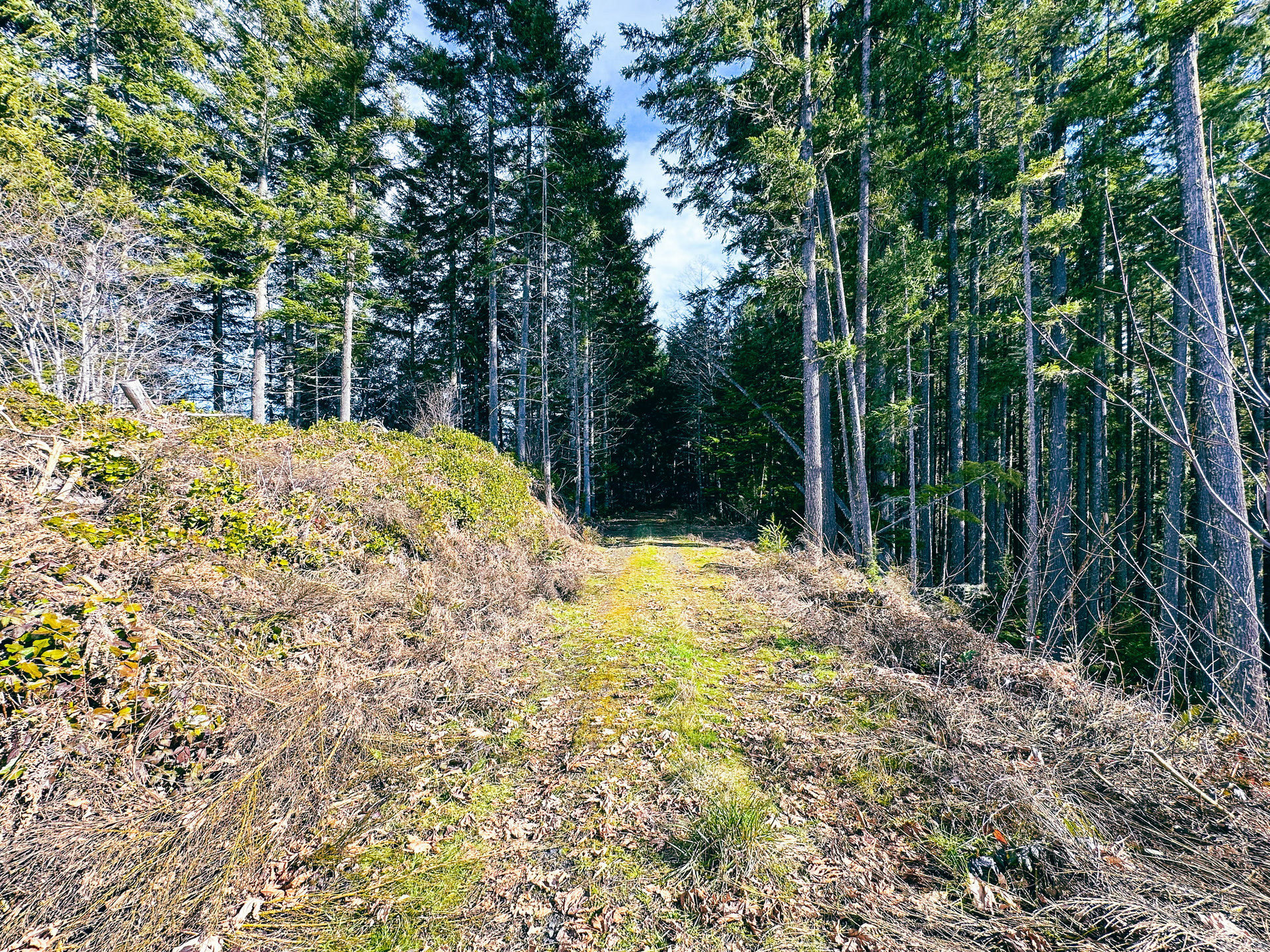 Smith River Back Woods