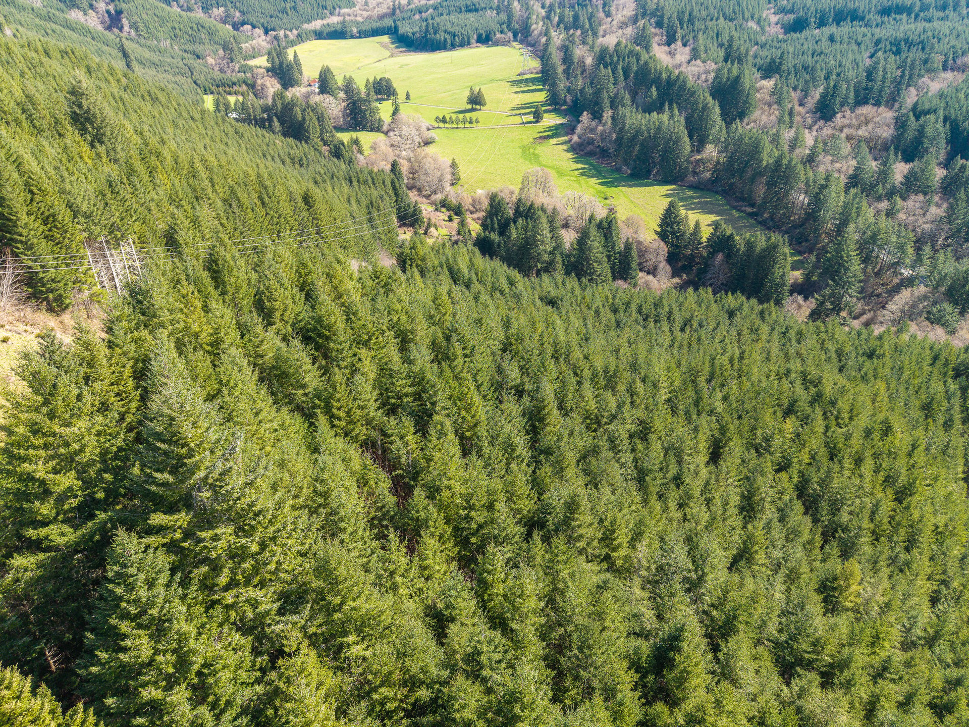 LITTLE ELK TREEFARM