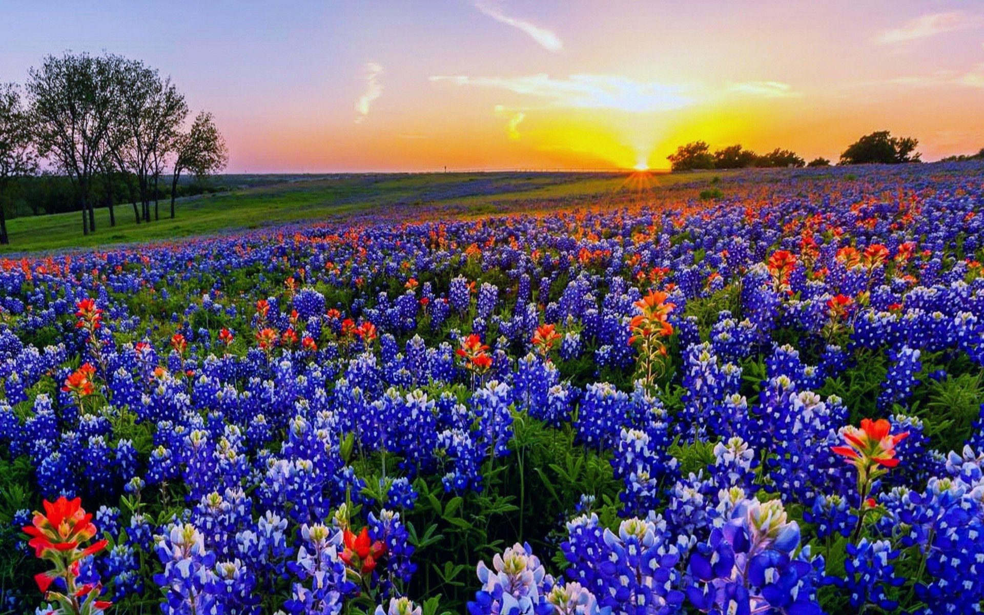A field of bluebonnets and orange wildflowers beneath a vivid sunset.