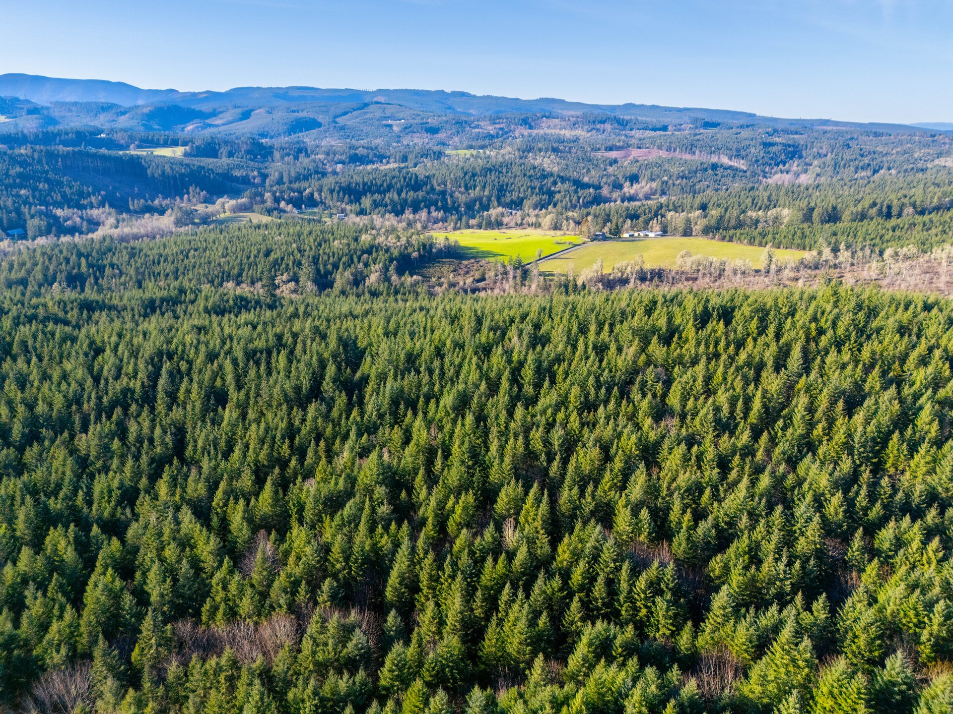 Liberty Forest Auction