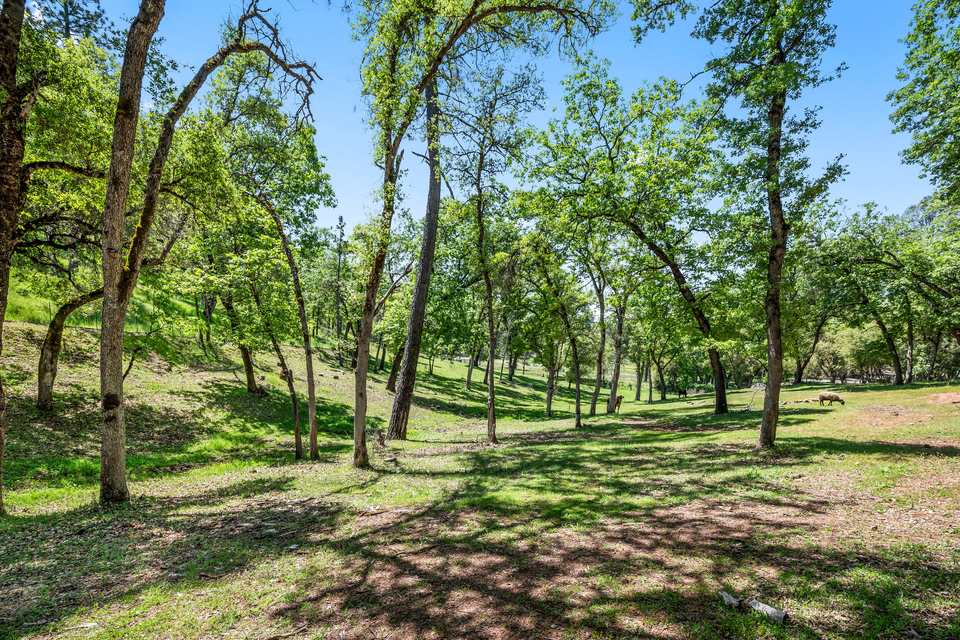 2405 No Walk Rd, Placerville