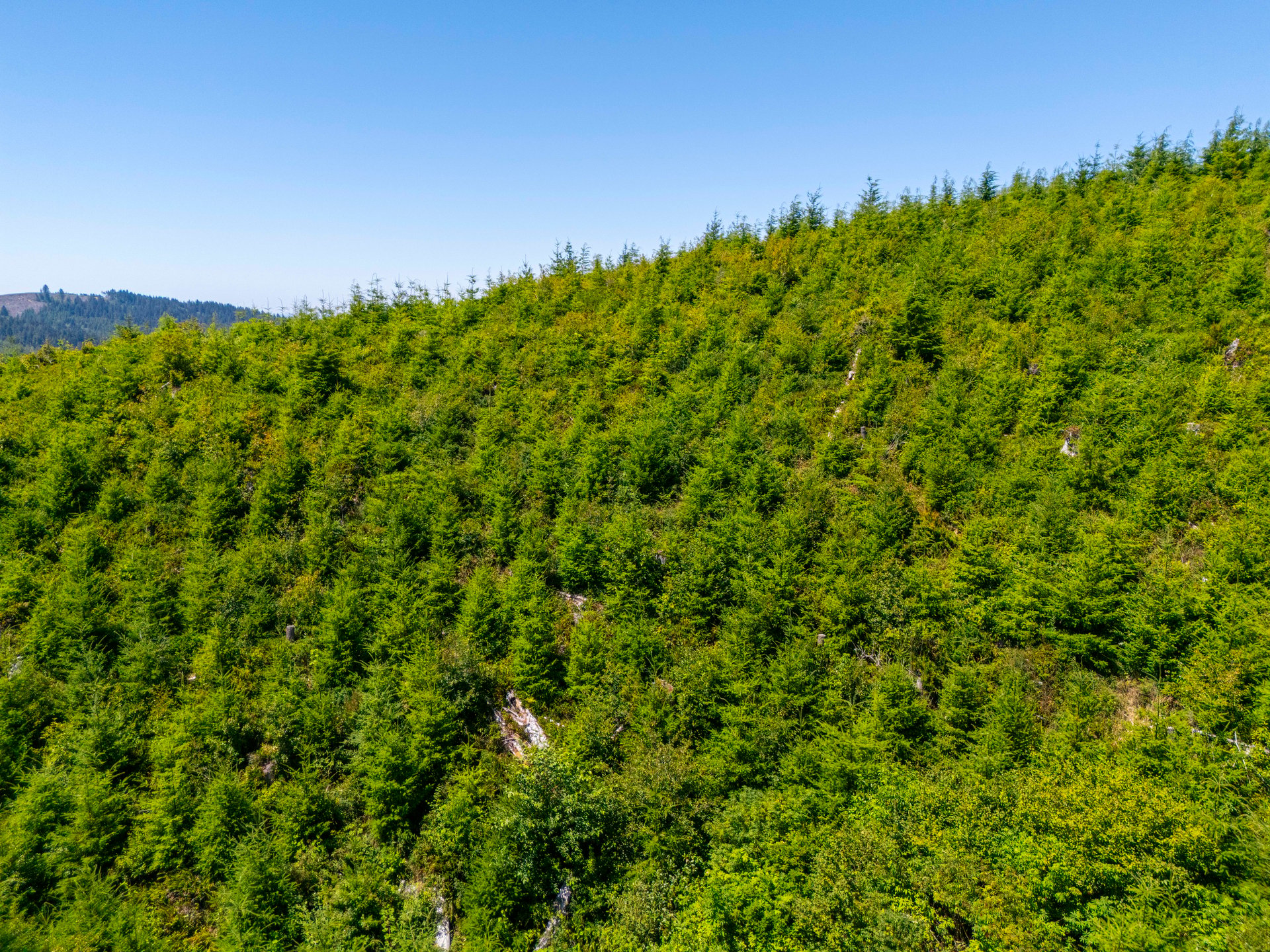Alsea Estuary Forestland
