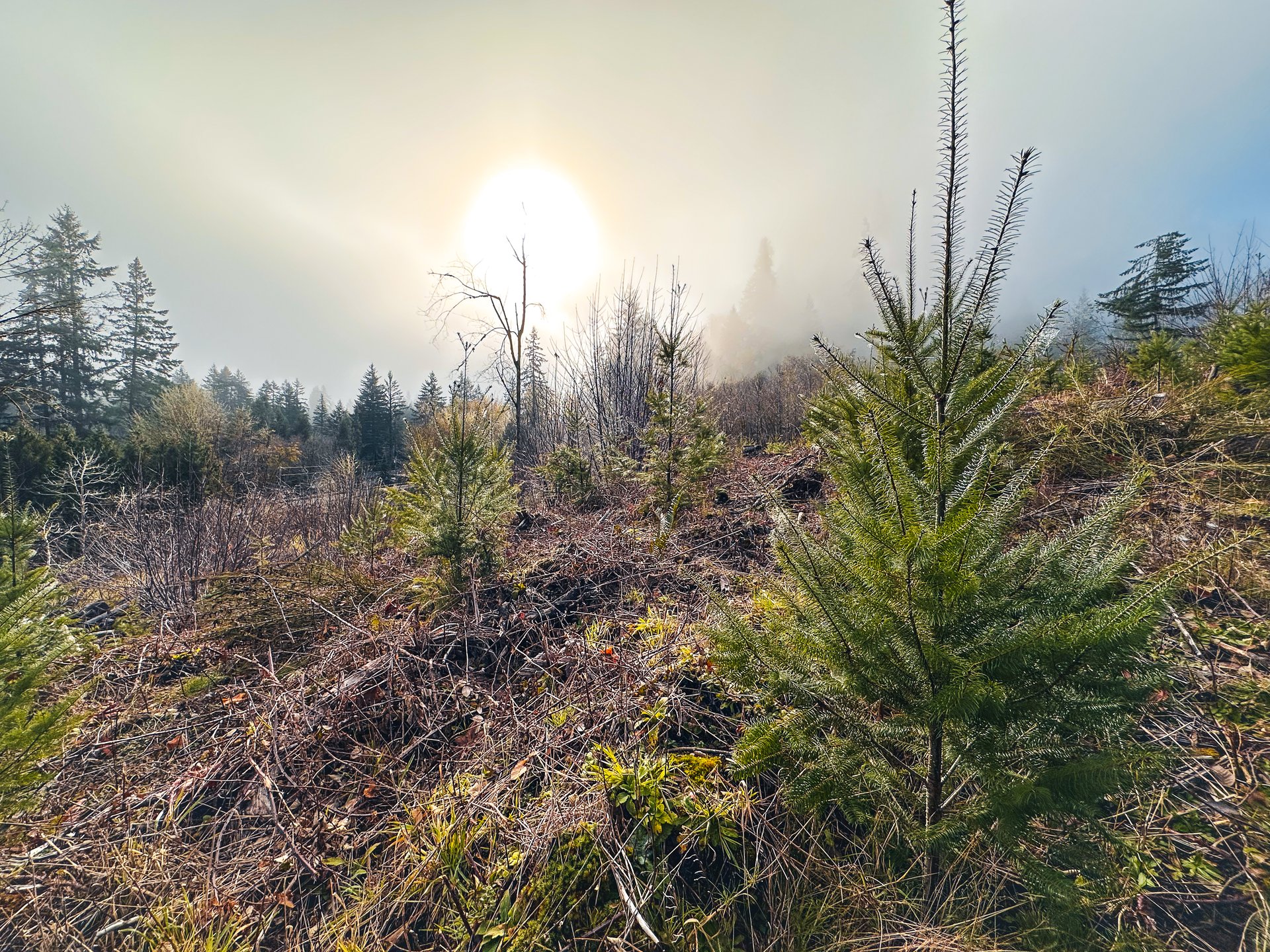 Waite Creek Woodlands