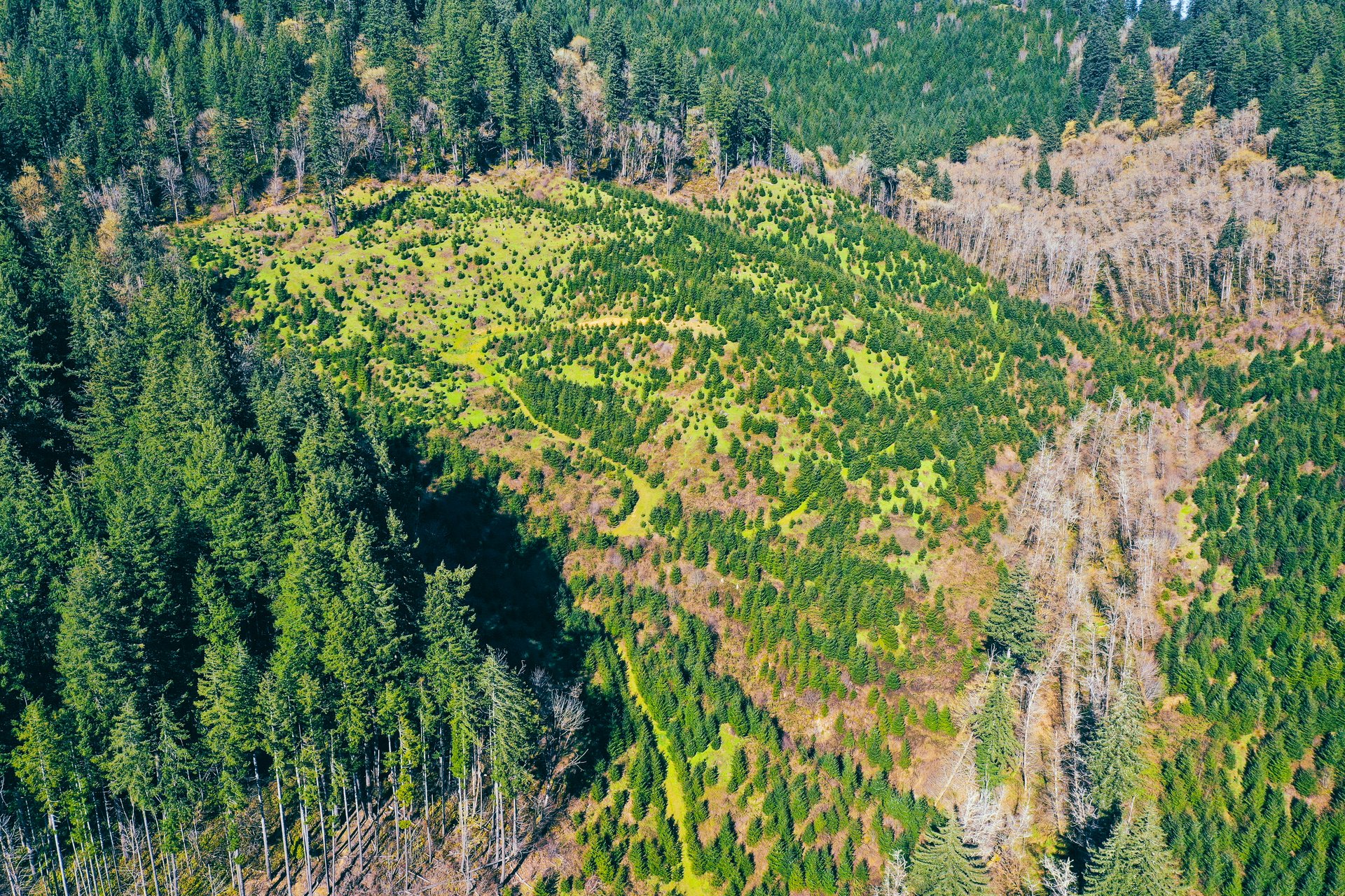 Coyote Creek Forest