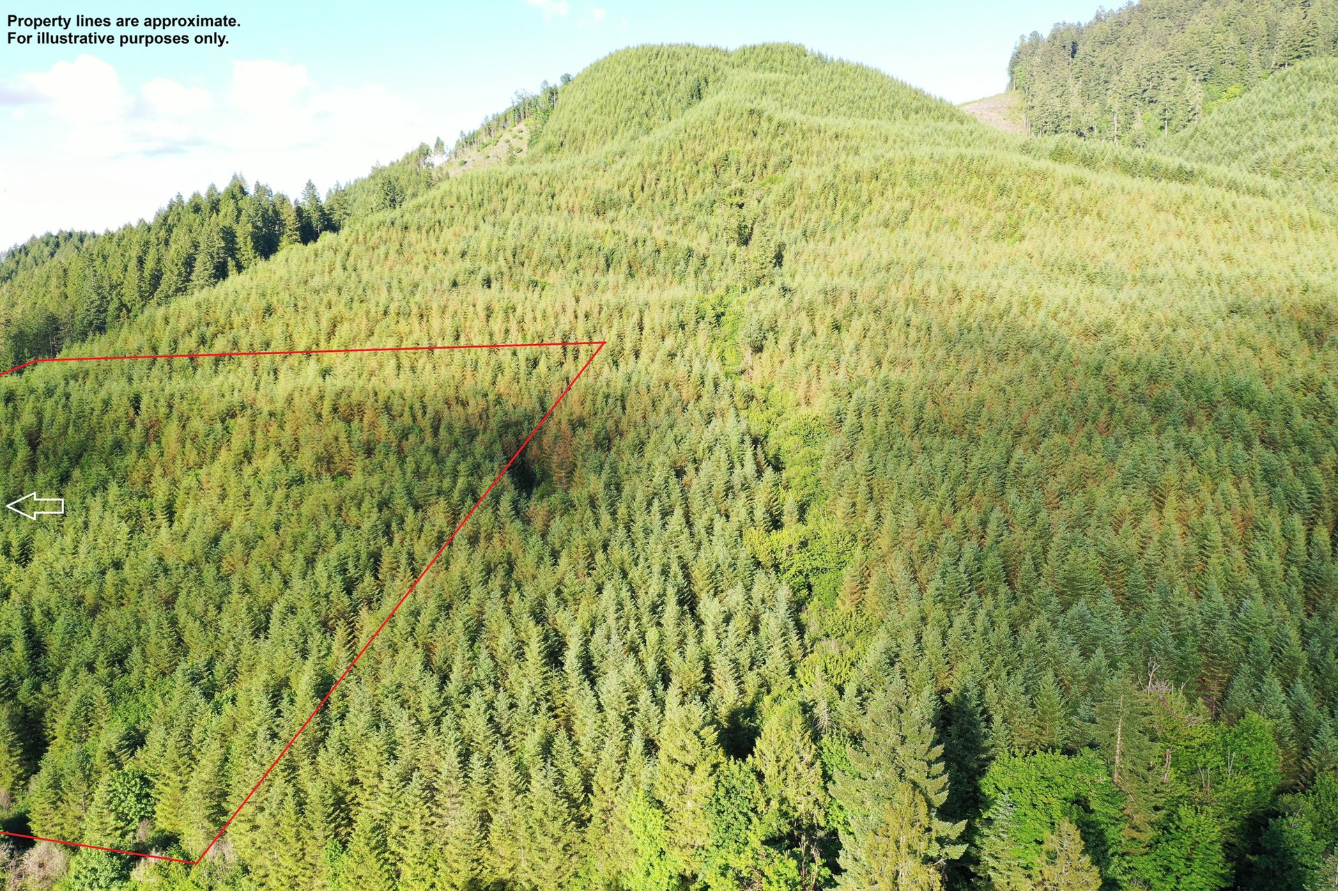 Little Forest