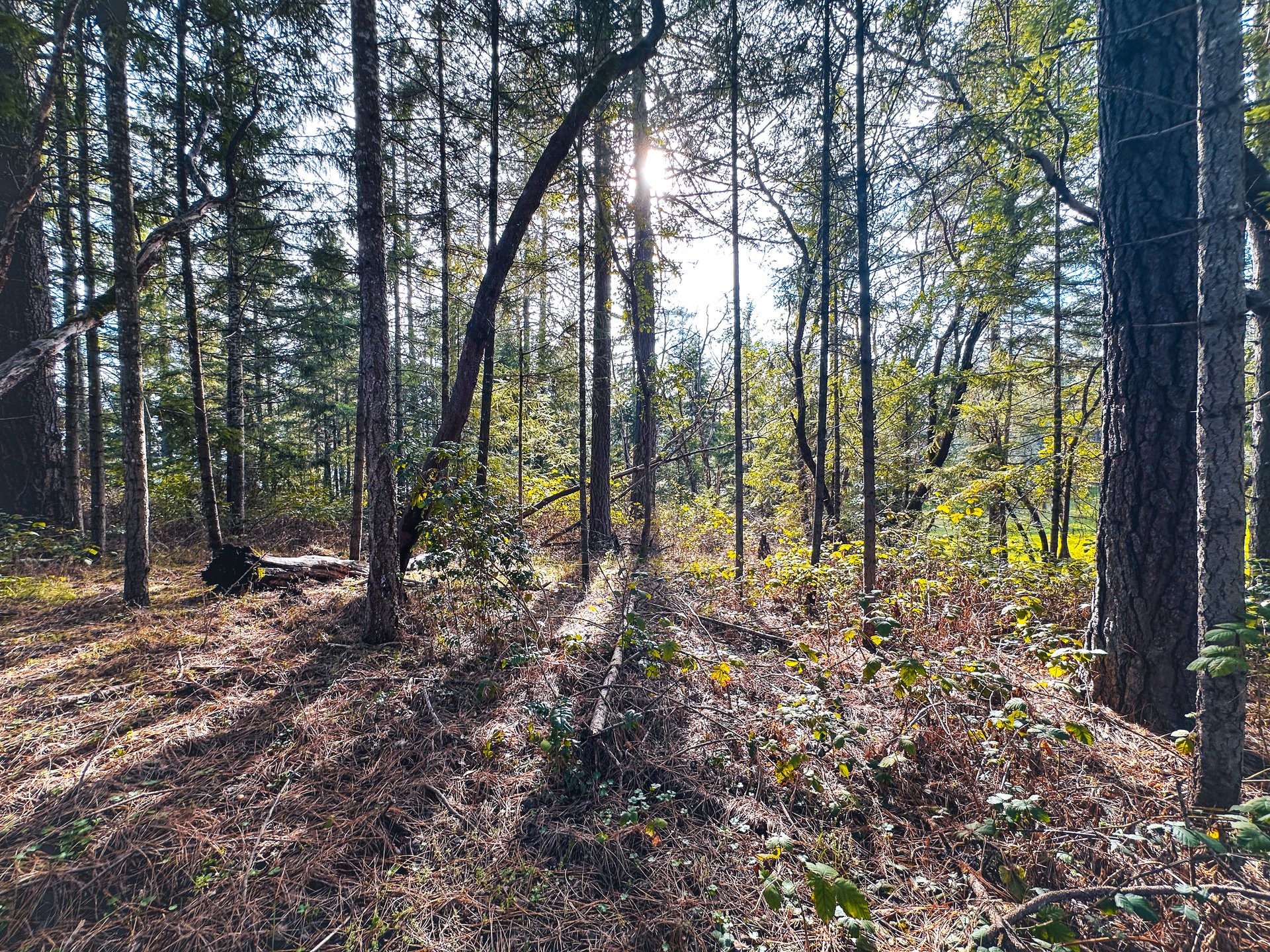 SUTHERLIN WOODLOTS